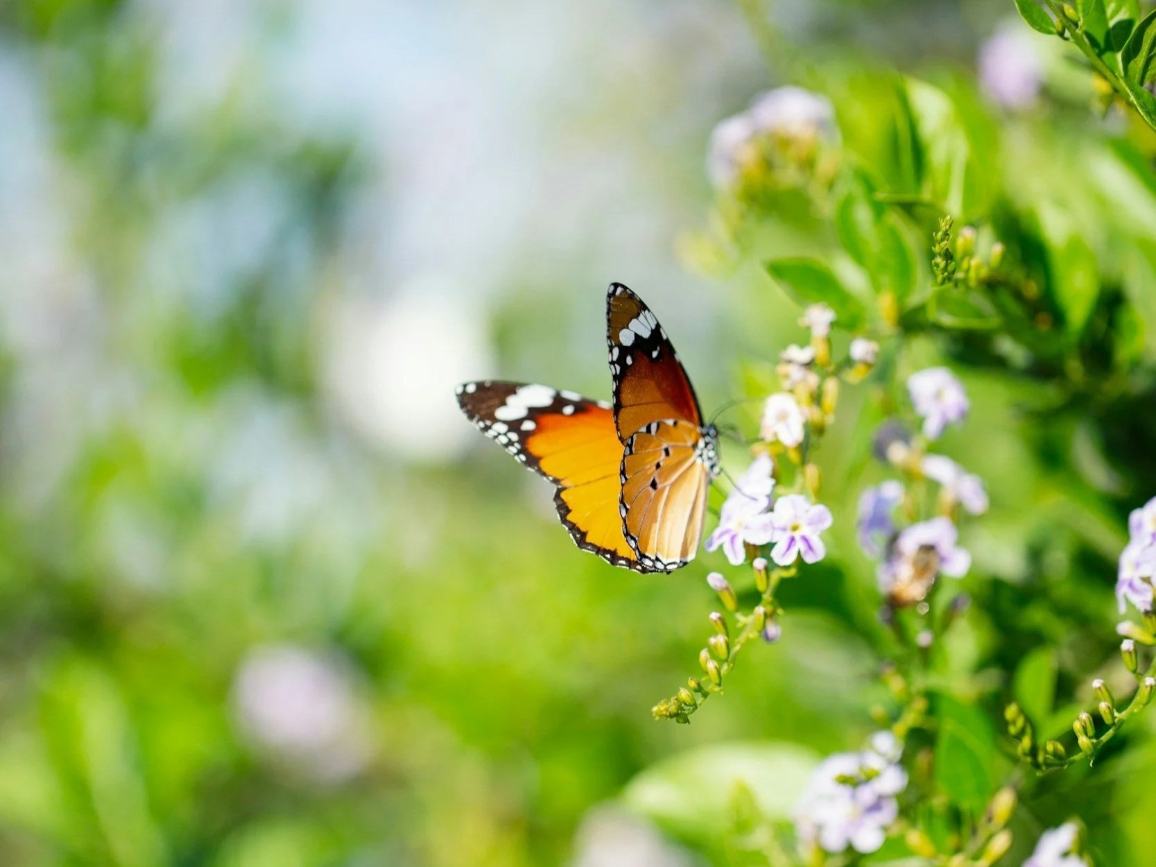 A butterfly with orange, black, and white wings perched on small purple and white flowers amid green foliage.