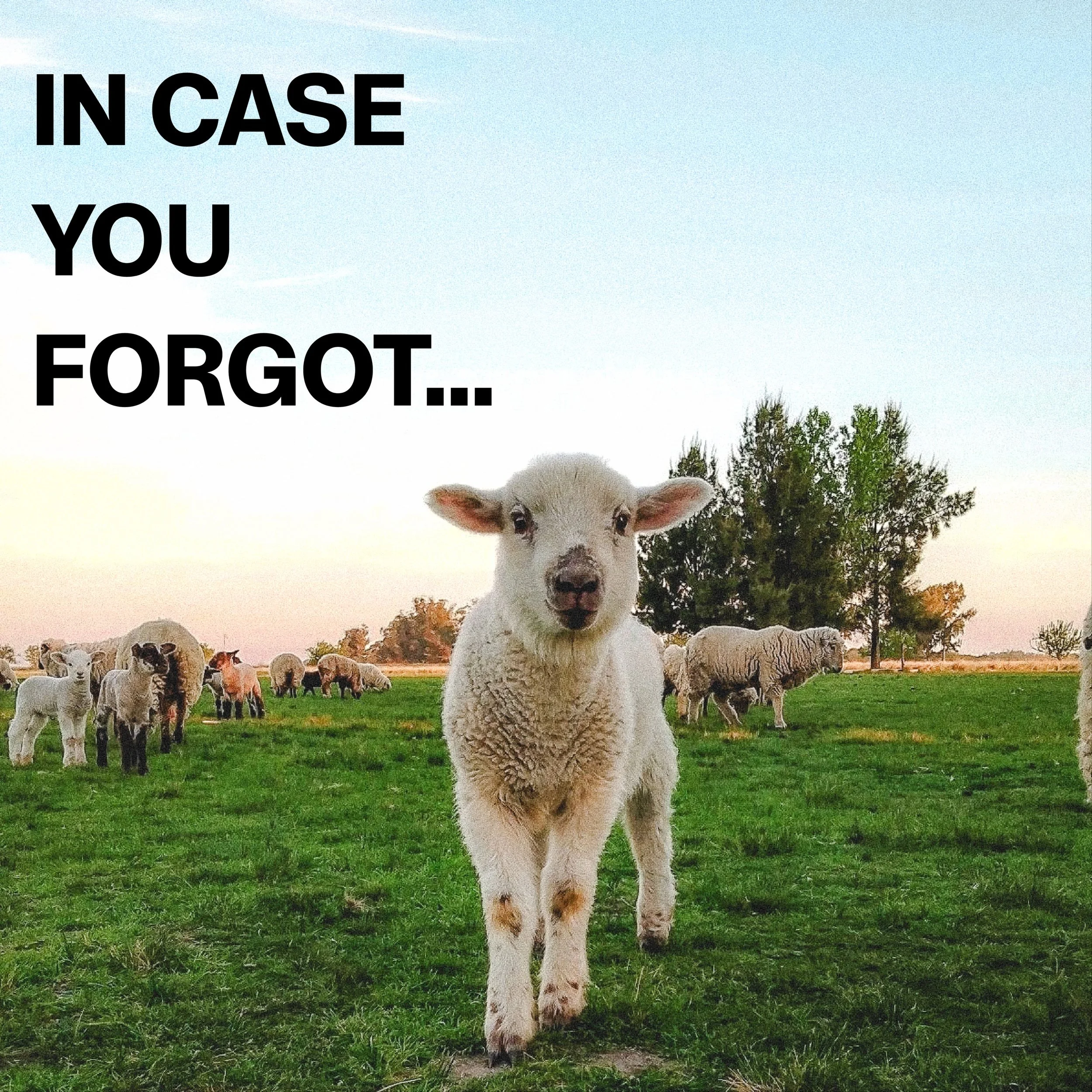 He&rsquo;s the Good Shepherd! &amp; He loves you!! Let yourself find peace and happiness in the fact the Jesus will NEVER stop pursuing you ❤️

#sharejesus