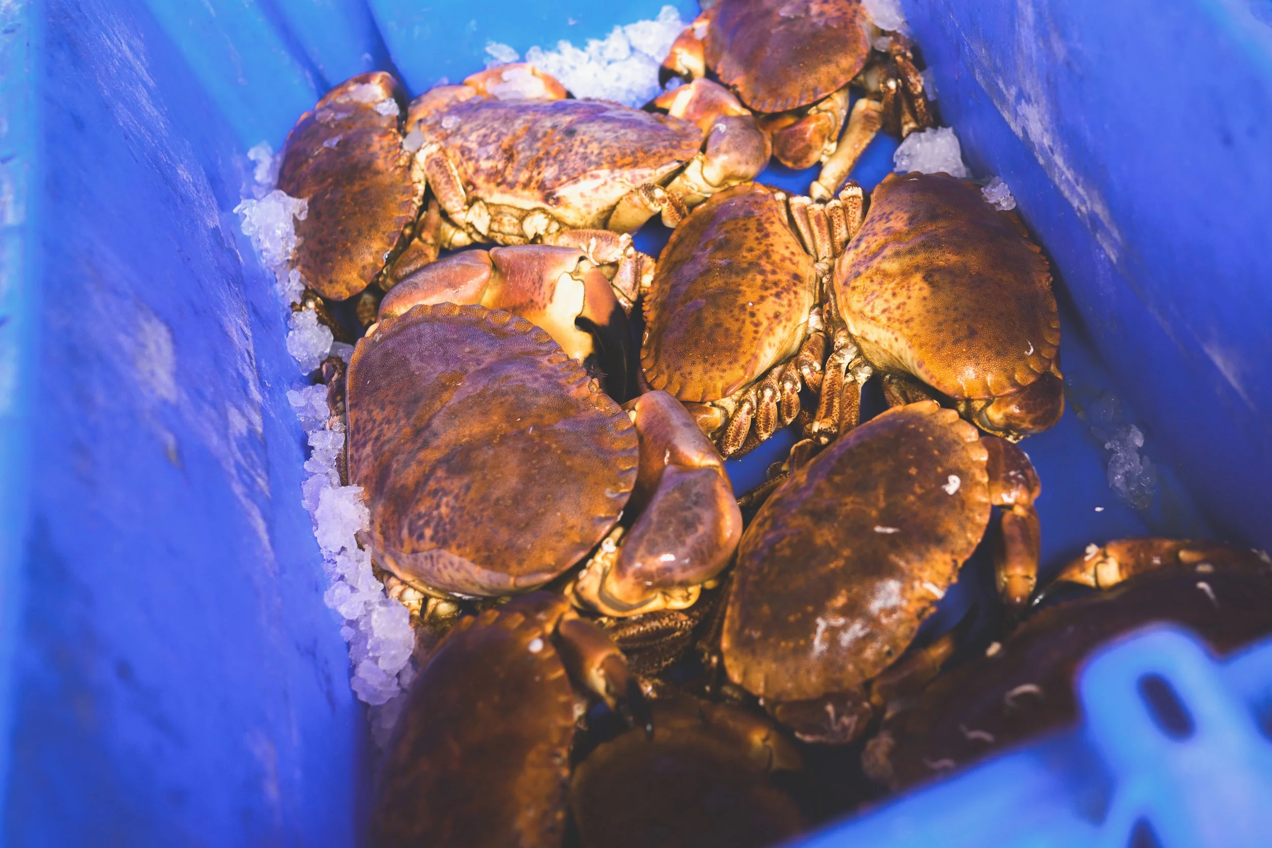 Documentary photography. Local restaurant  owners prepping the freshly caught sea food for the day ahead.
