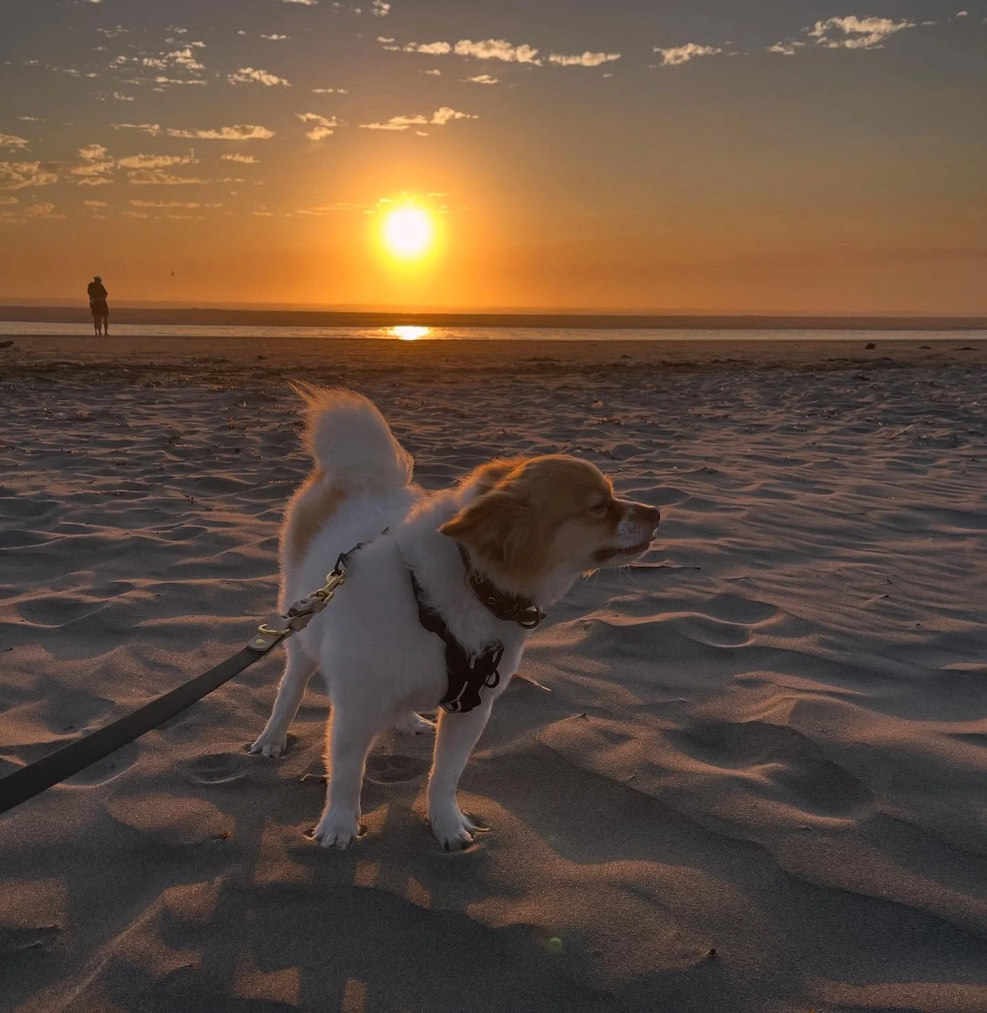 Nothing else like dogs and sunsets.