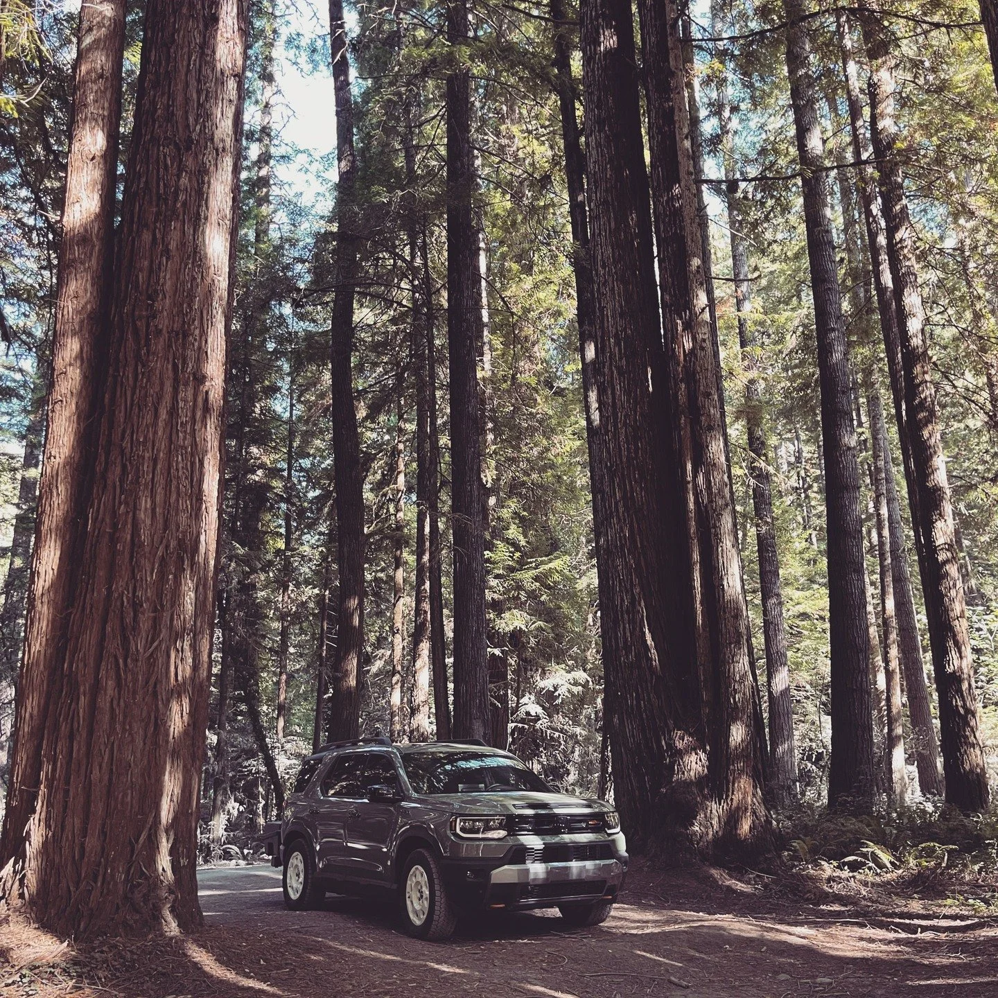 Two beauties: Ashley and the beautiful redwoods.