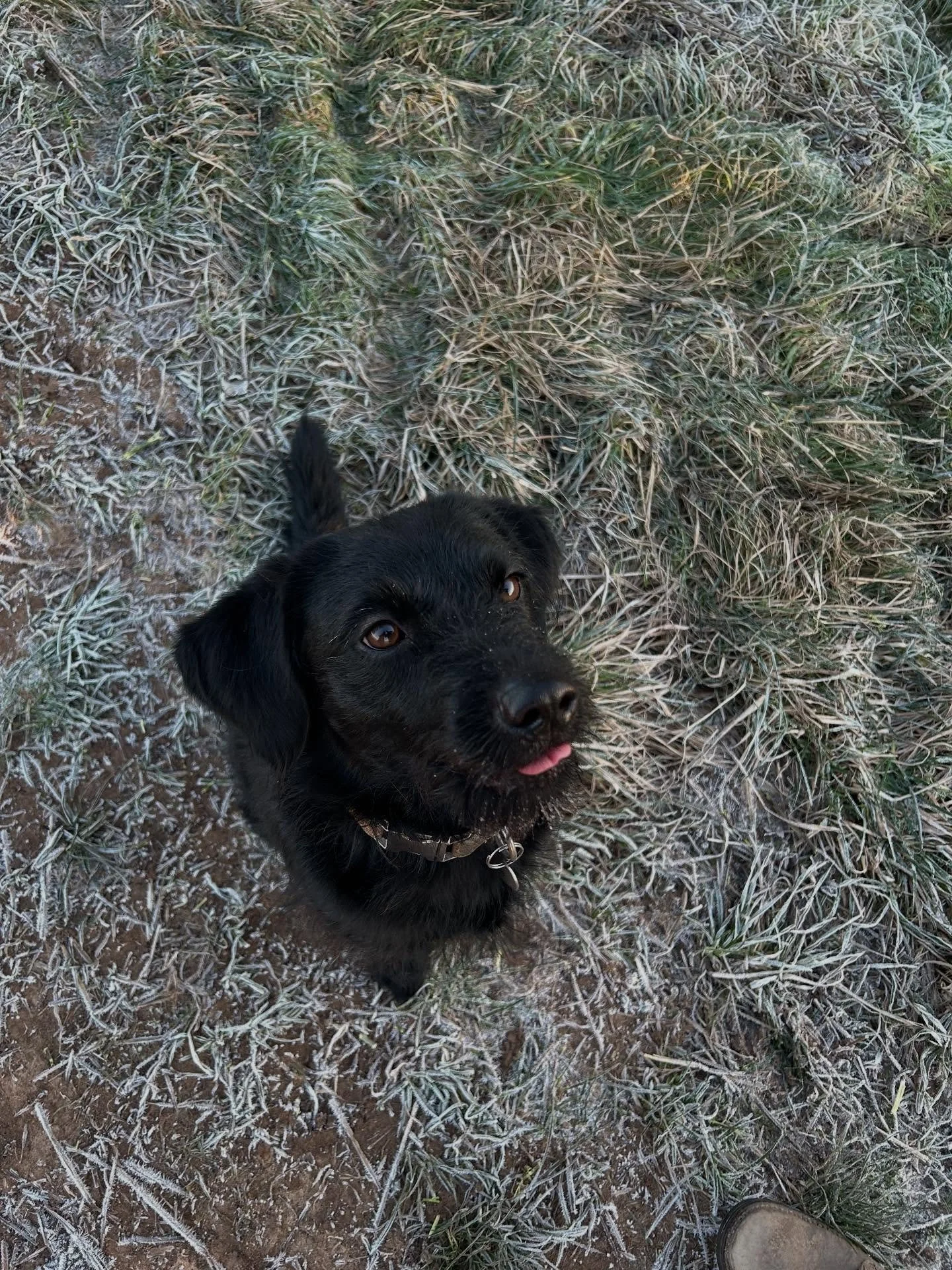 Took the dog out early this morning and it was properly frosty... the kind of cold that wakes you up before your brain even switches on.

It gently gave me a few minutes of actual presence.
Just me, my dog, cold air on my face, and a moment where I w