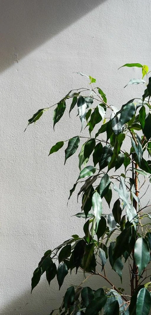 Breathe Out Limiting Beliefs (In Person)