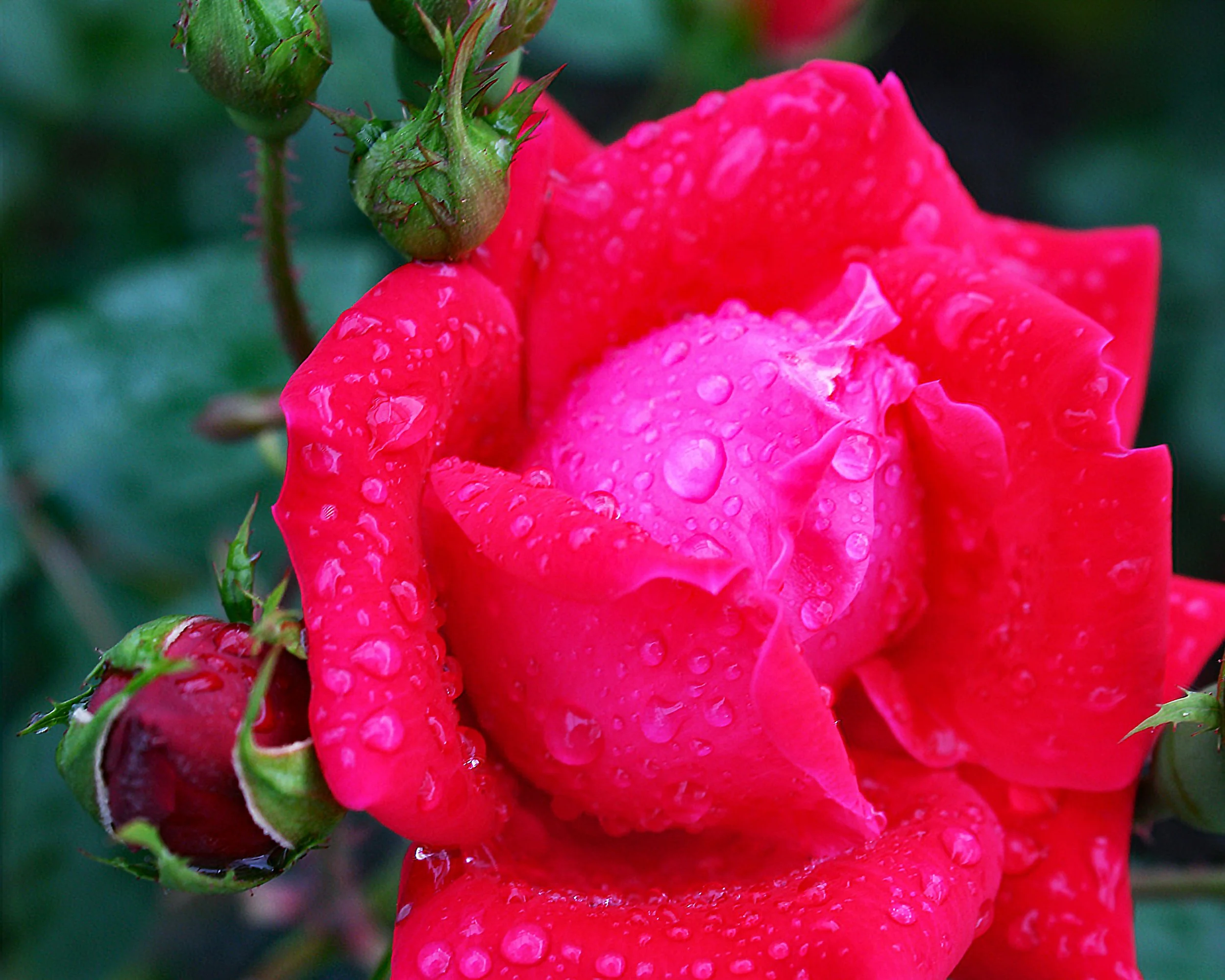 "The Rose Hold the Tears that No One Else Sees"