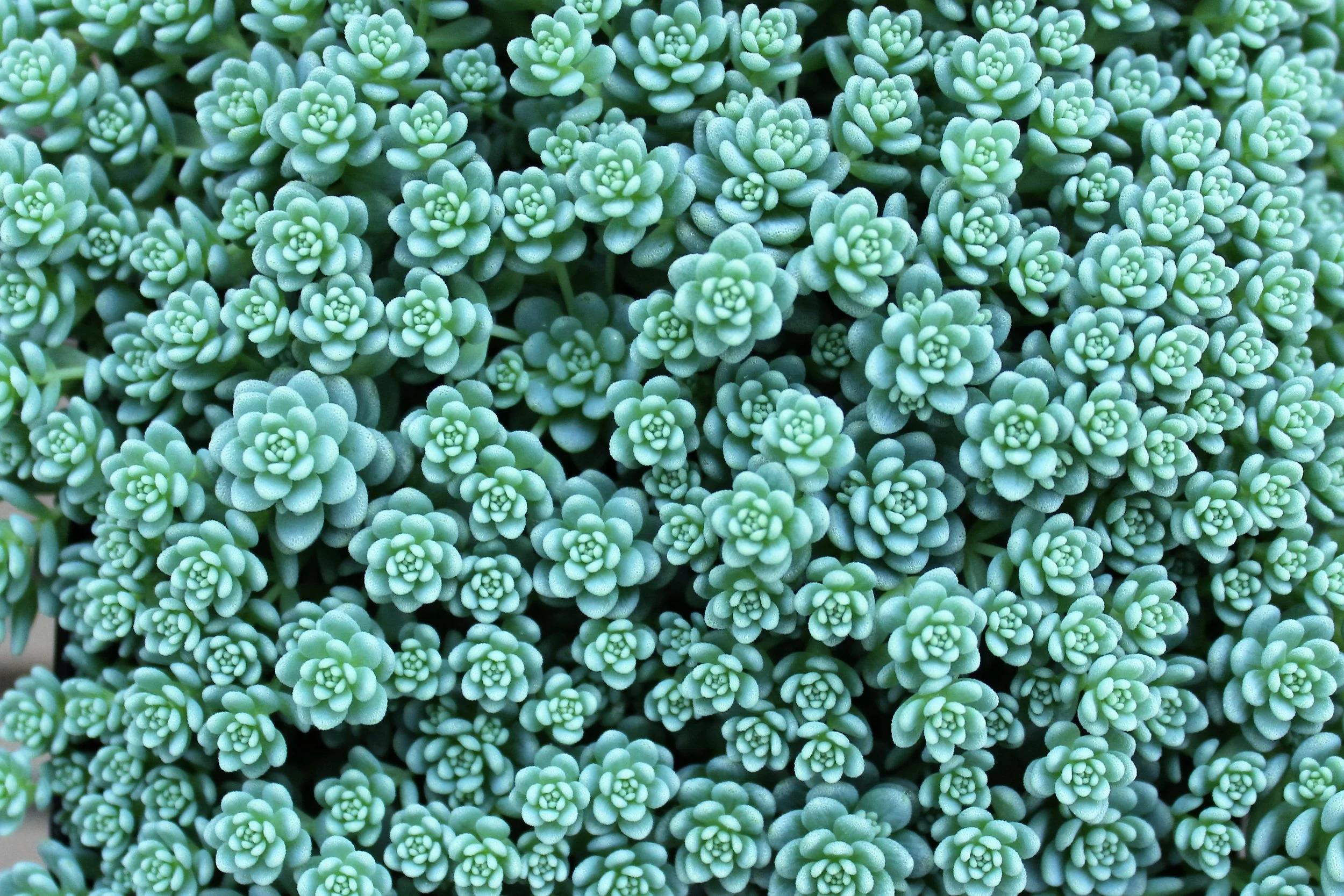 "A Maze of Amazing Green"
