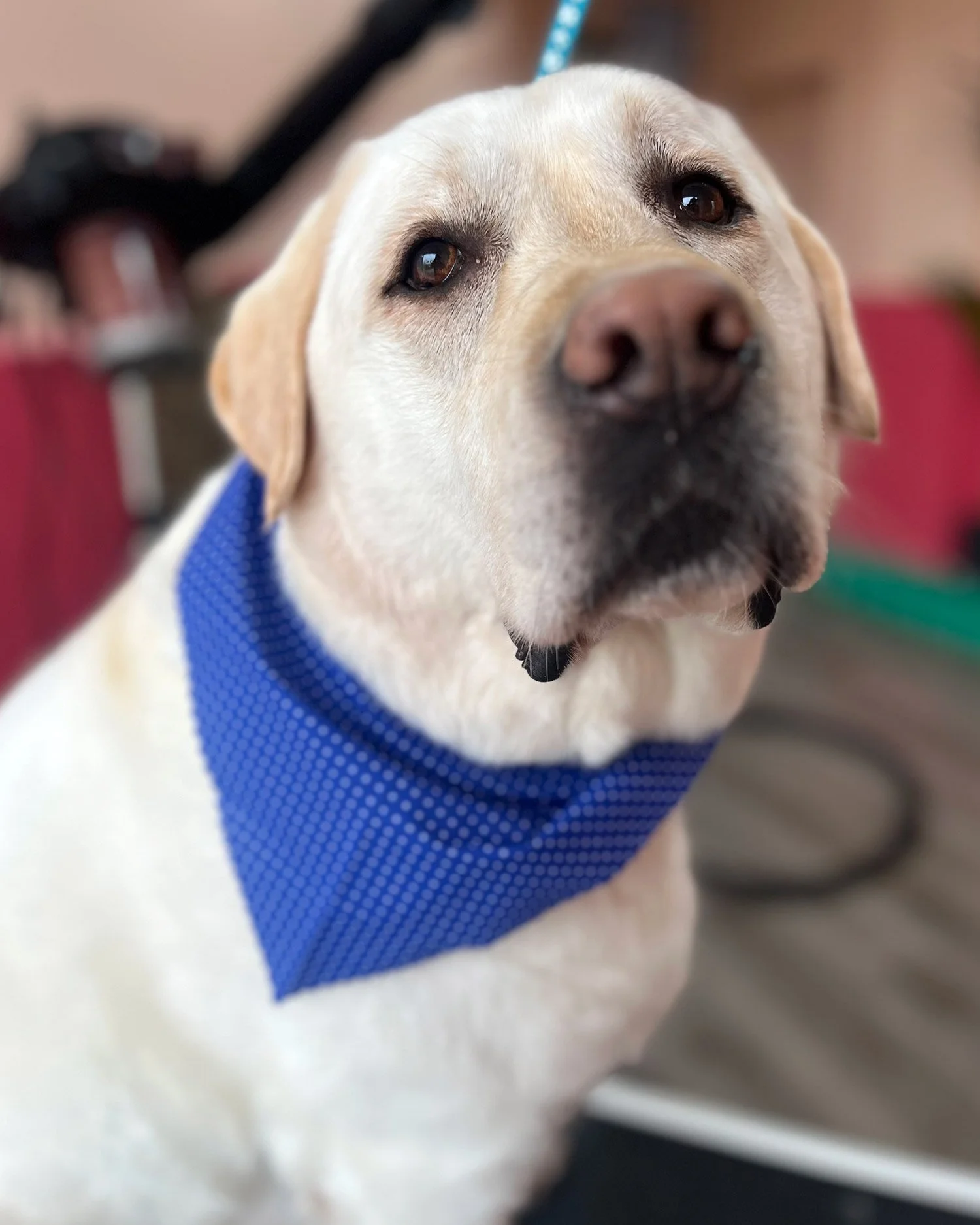 Labrador dog groomer dublin