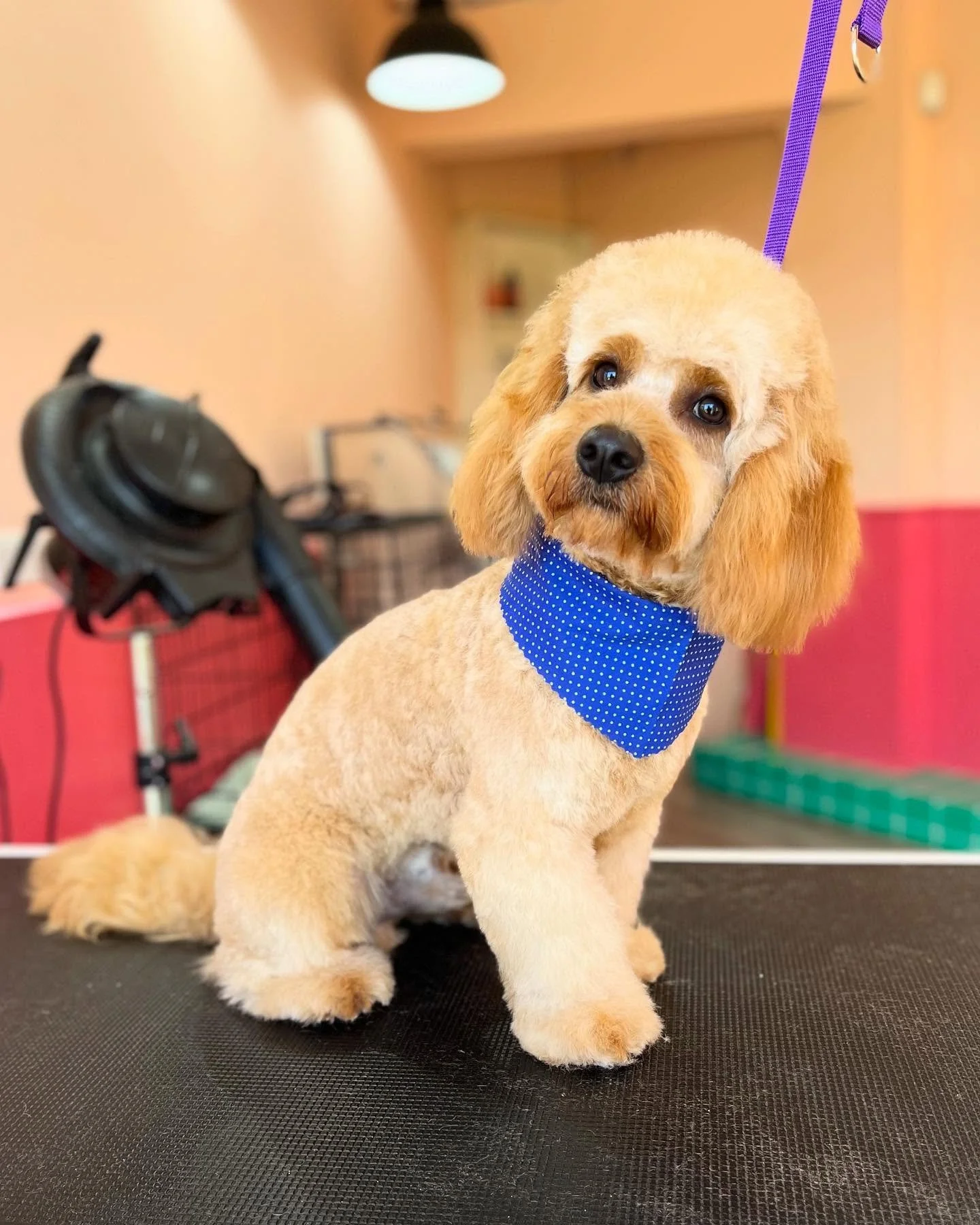 Swipe to see Max&rsquo;s transformation! 😍✨

Max is only 9 months old, and absolutely smashed his grooming session! 

Puppy grooms aren&rsquo;t just about looking adorable - they&rsquo;re all about introducing grooming in a gentle, positive way so t