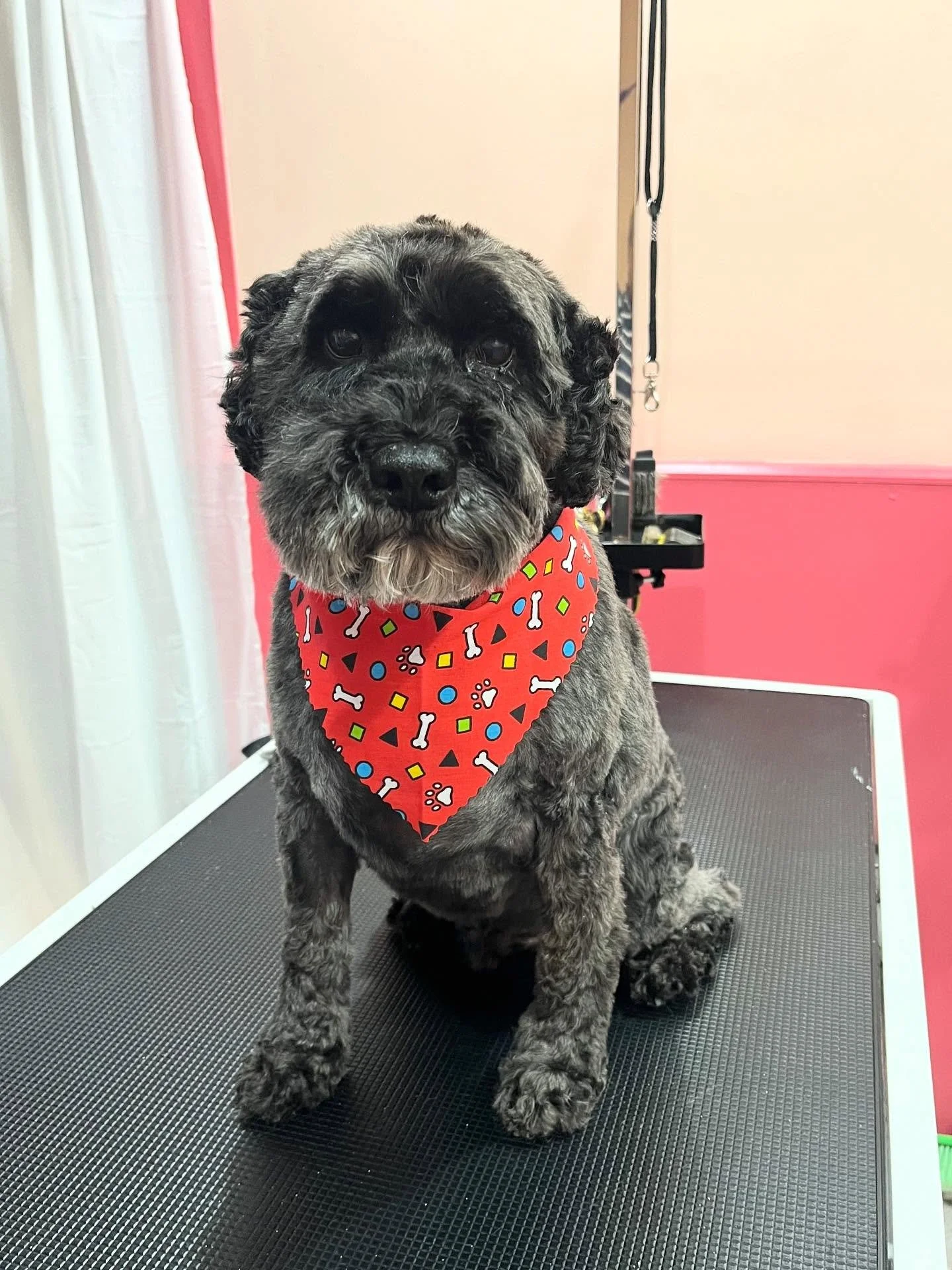 Thank you to the dashing Seb for visiting us for a pamper and tidy up! This sweet 10 year old gentleman came in and absolutely sailed through his groom, such a pro! Calm, patient, and full of charm - a dream to have on the table! 💕

Welcome to the c