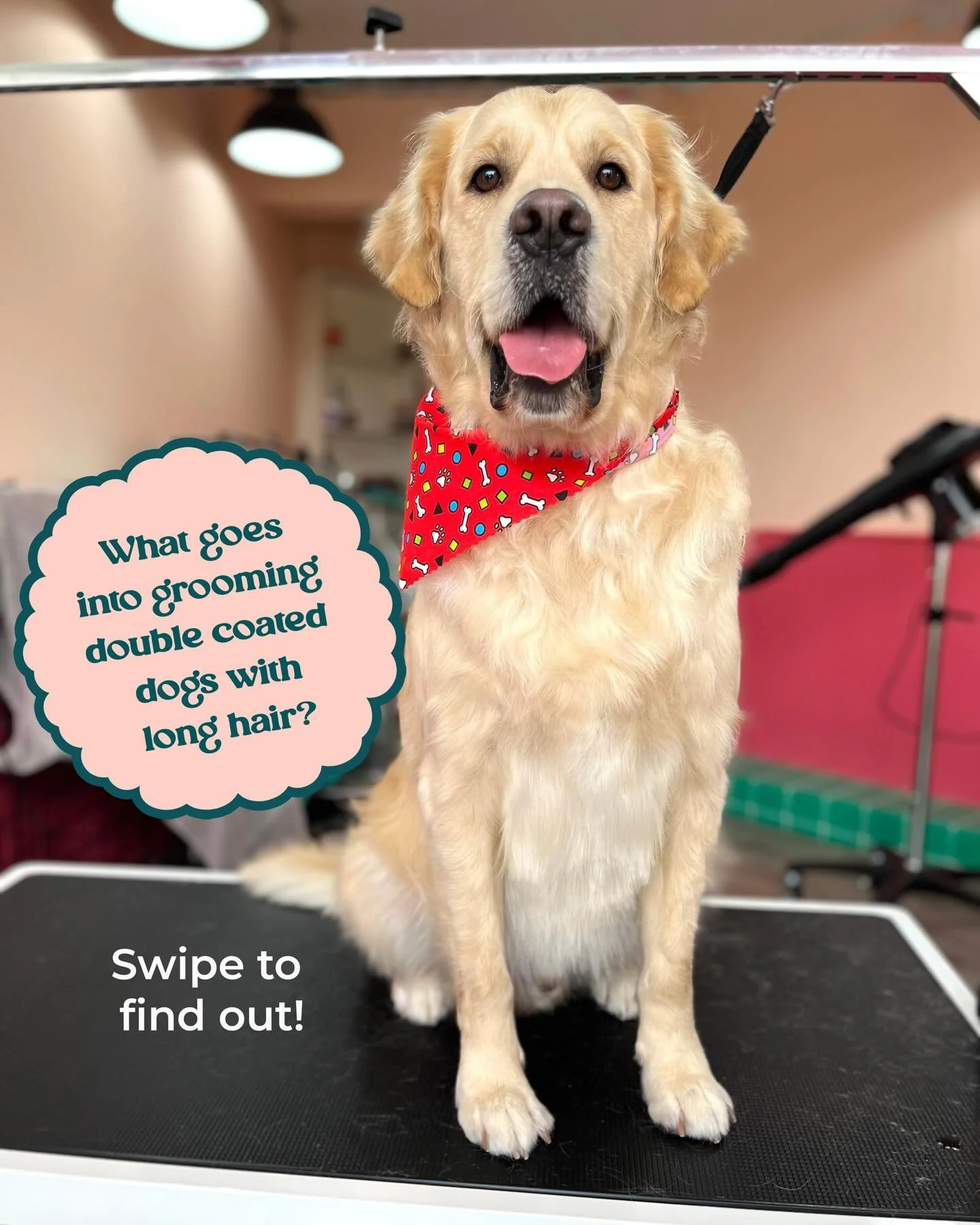 ✨What goes into grooming a Golden Retriever (and all double-coated breeds with longer hair)✨ thank you to my beautiful models Daisy and Cooper for demonstrating ☺️❤️

Did you know this kind of groom applies to so many breeds - collies, pomeranians, s