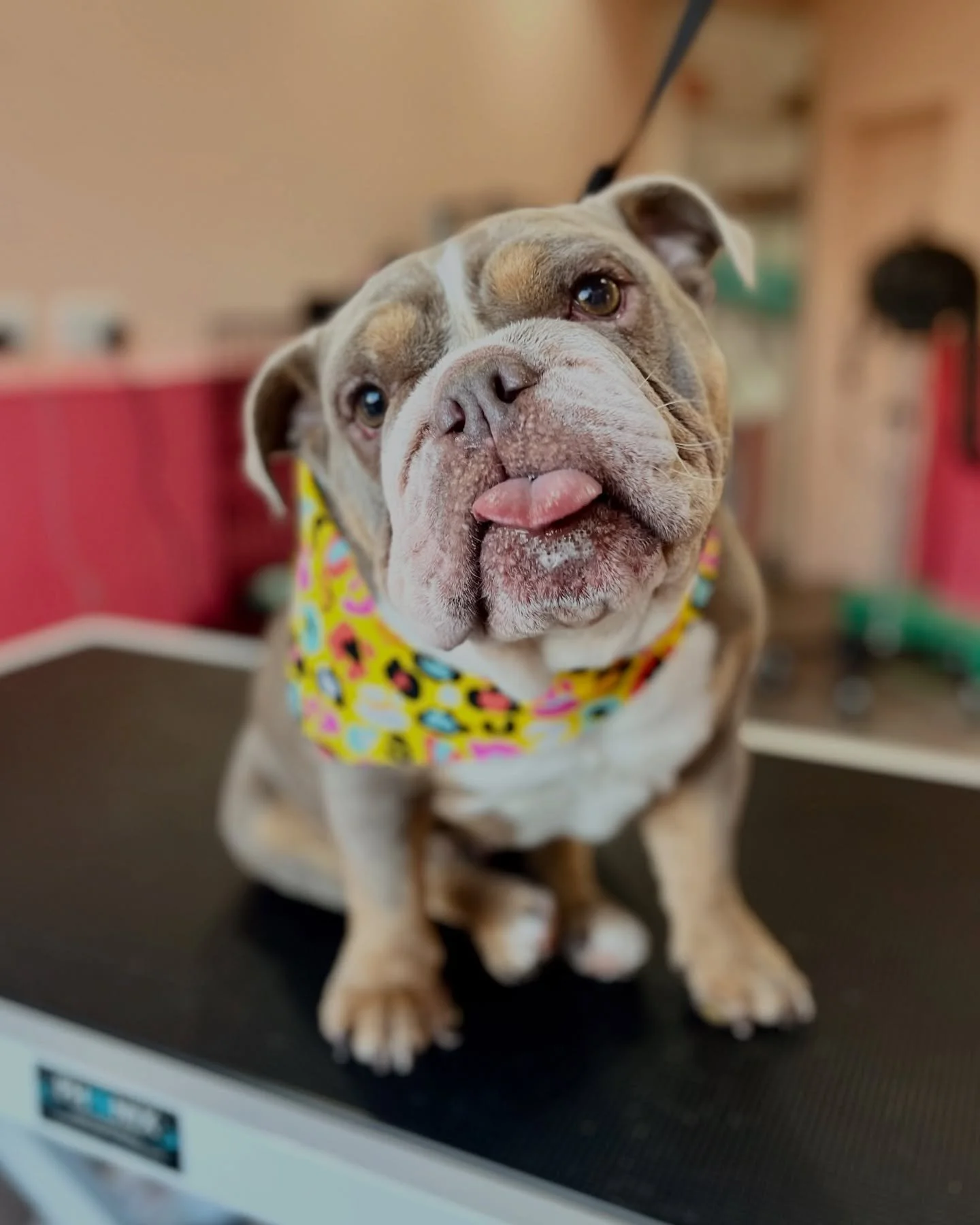 Professional good girl. Expert level tongue-out model. 😍😍

Willya came in for a wash, de-shed, and gentle wrinkle clean - then she posed up a storm! ☺️✨
Thanks for visiting Willya! ❤️

We have limited spots left before Christmas if you want you&rsq