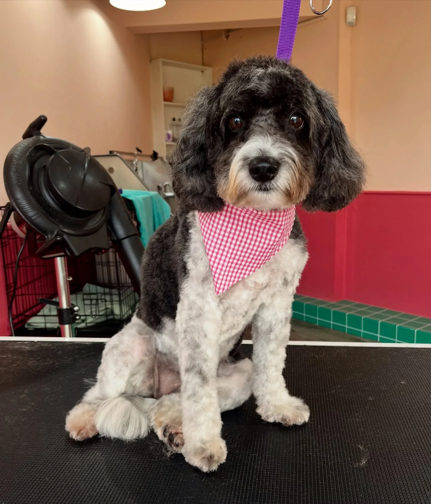 Gorgeous girl Casey popped in for a calm, gentle groom recently 💕

She&rsquo;s a sweet and sensitive soul, so we took things nice and steady and at her pace, with a gentle and reassuring approach throughout her groom. She left feeling fresh and happ