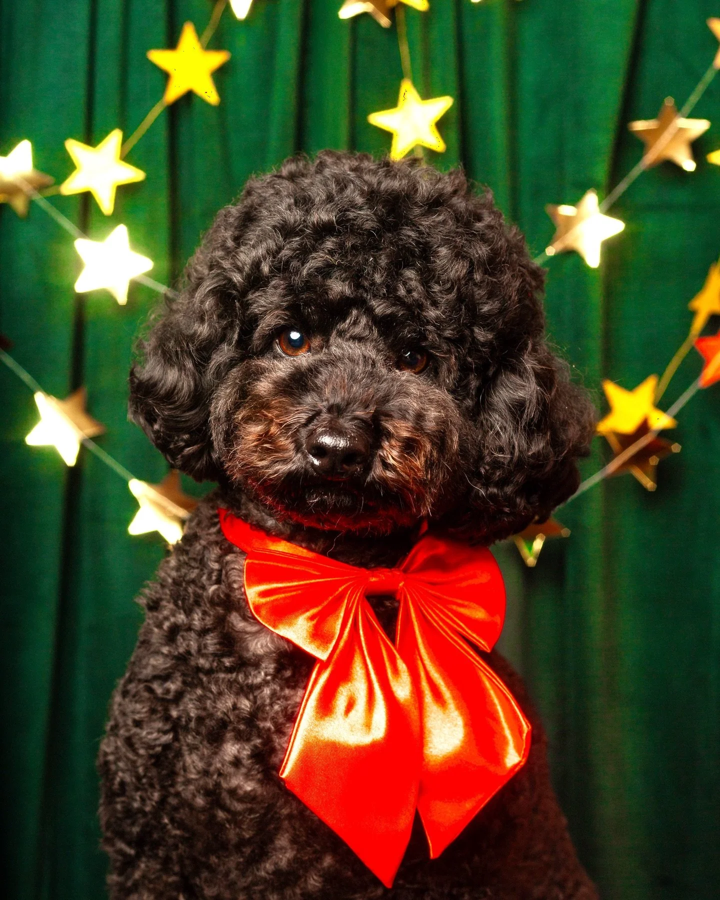 Just a little reminder that our Christmas Pet Portrait pop-up event is only a few days away - this Saturday the 6th of December at the Coat Club - and we still have a limited amount of spots left, so don&rsquo;t miss out! 🎉✨

Each session includes:
