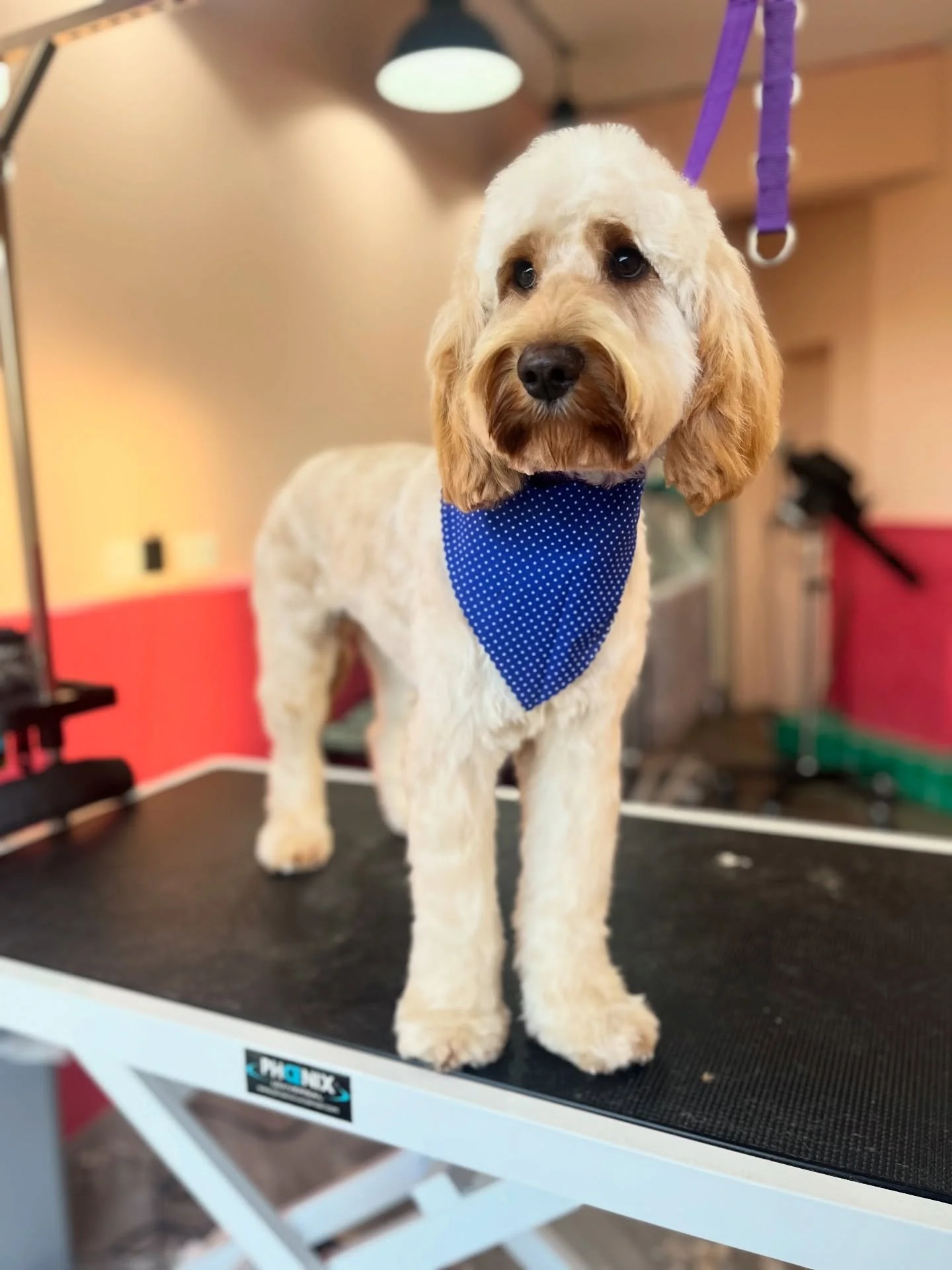 Fluffy pup alert! 🚨 
The gorgeous Ollie came in a for a tidy up and absolutely bossed his appointment! He was a little unsure at first, but was falling asleep by the end of his appointment - Well done Ollie! ✨☺️

If your dog needs a pre-Christmas gr