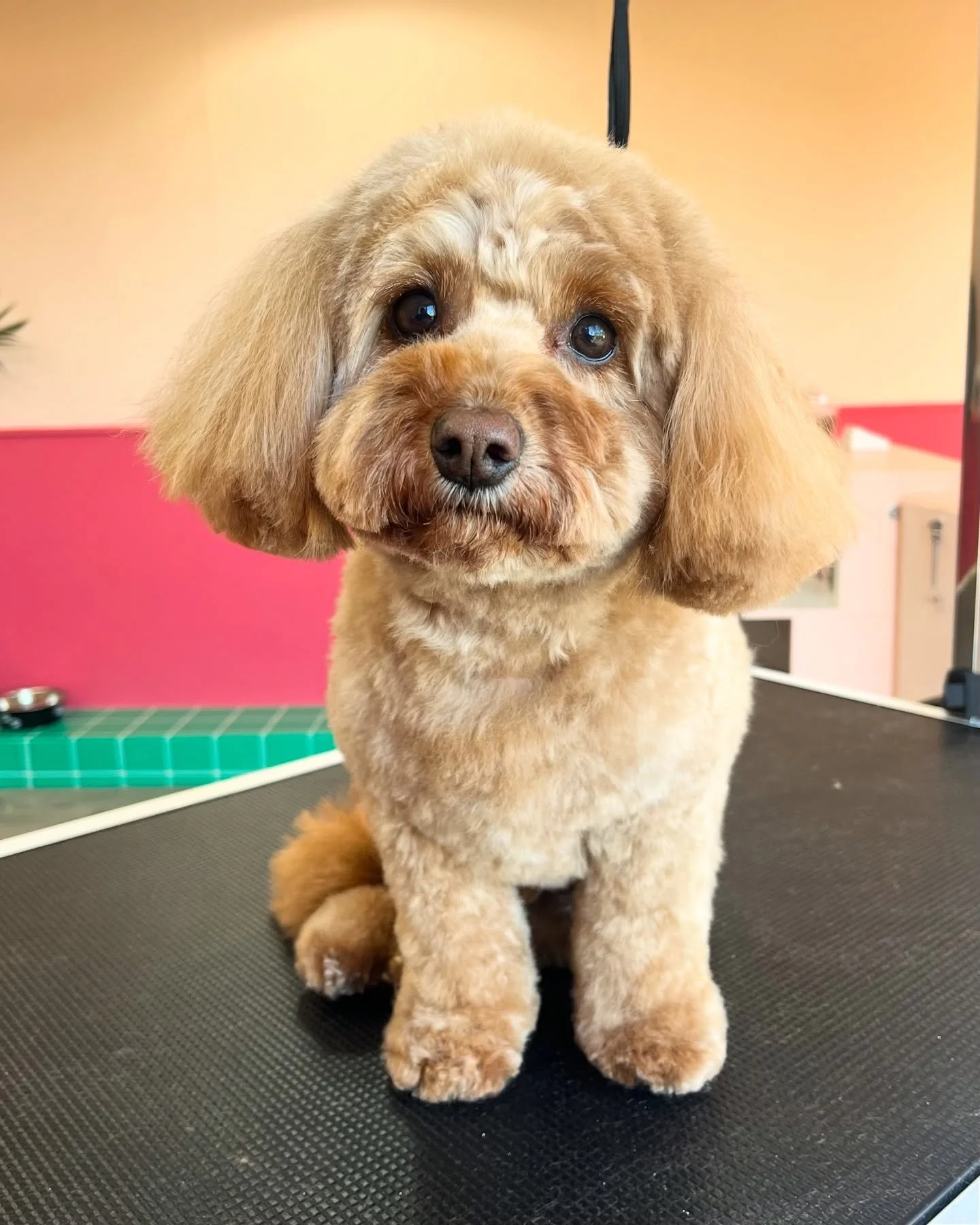 I&rsquo;m in love! 😍 The lovely Milo came in for a relaxing tidy up today. I think I say this about every dog&hellip;but he was an absolute sweetheart! 

When a dog is here, they&rsquo;re my main focus. I treat every one like my own! 💕