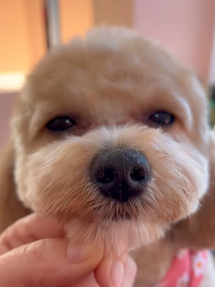 From falling asleep during her face trim, to standing proud at the end 🥹 
This is why I love stress-free grooming.
Well done little Chikis 💕🐶

#doggroomerdublin #stressfreedoggrooming #doggroomingireland