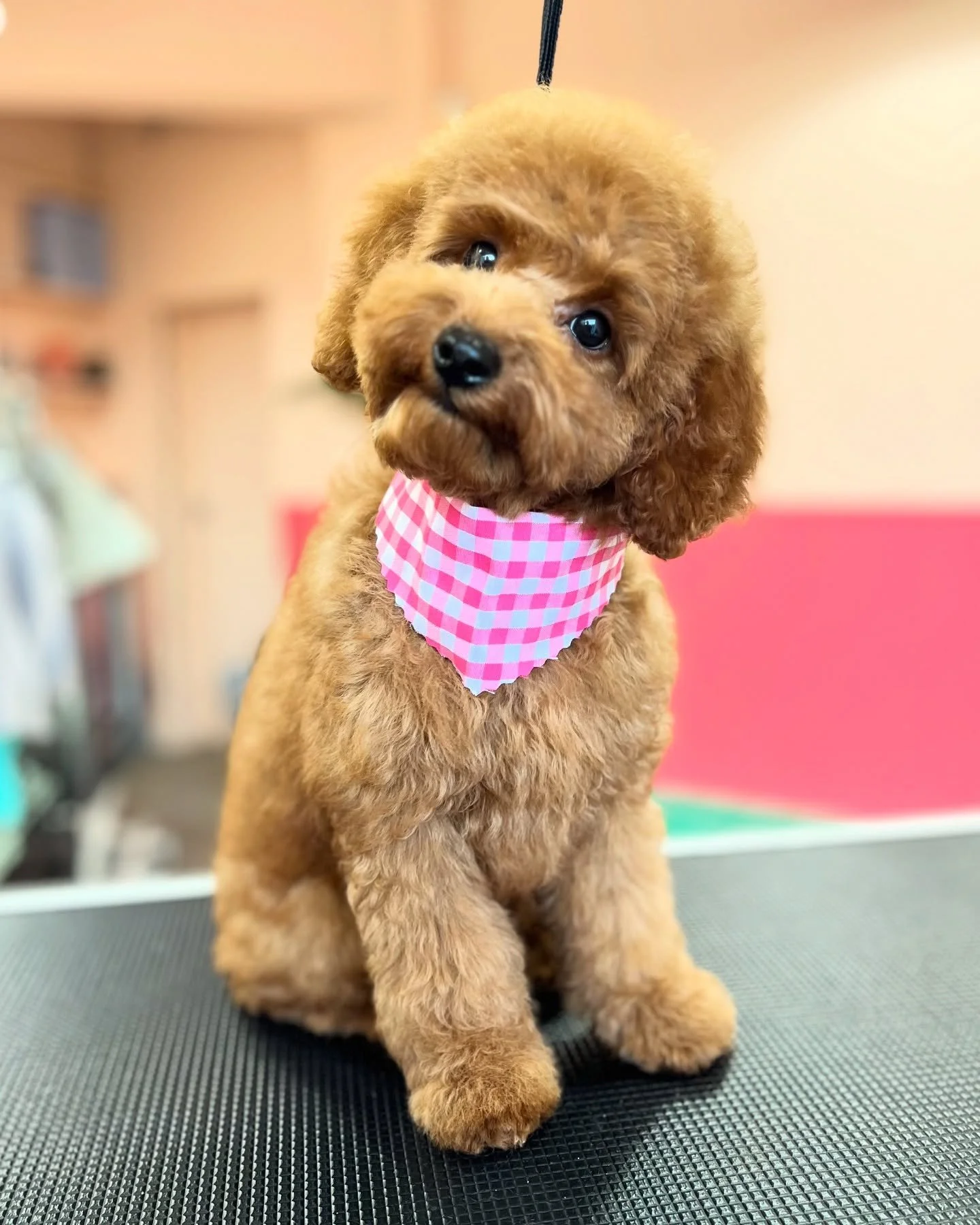 Can ya cope? 🥹😍

Little Boo was so brave for her puppy intro groom, her very first experience at the groomers, and she did amazingly well. 

We focused on a gentle, stress-free introduction, taking everything slowly and keeping the energy calm and 