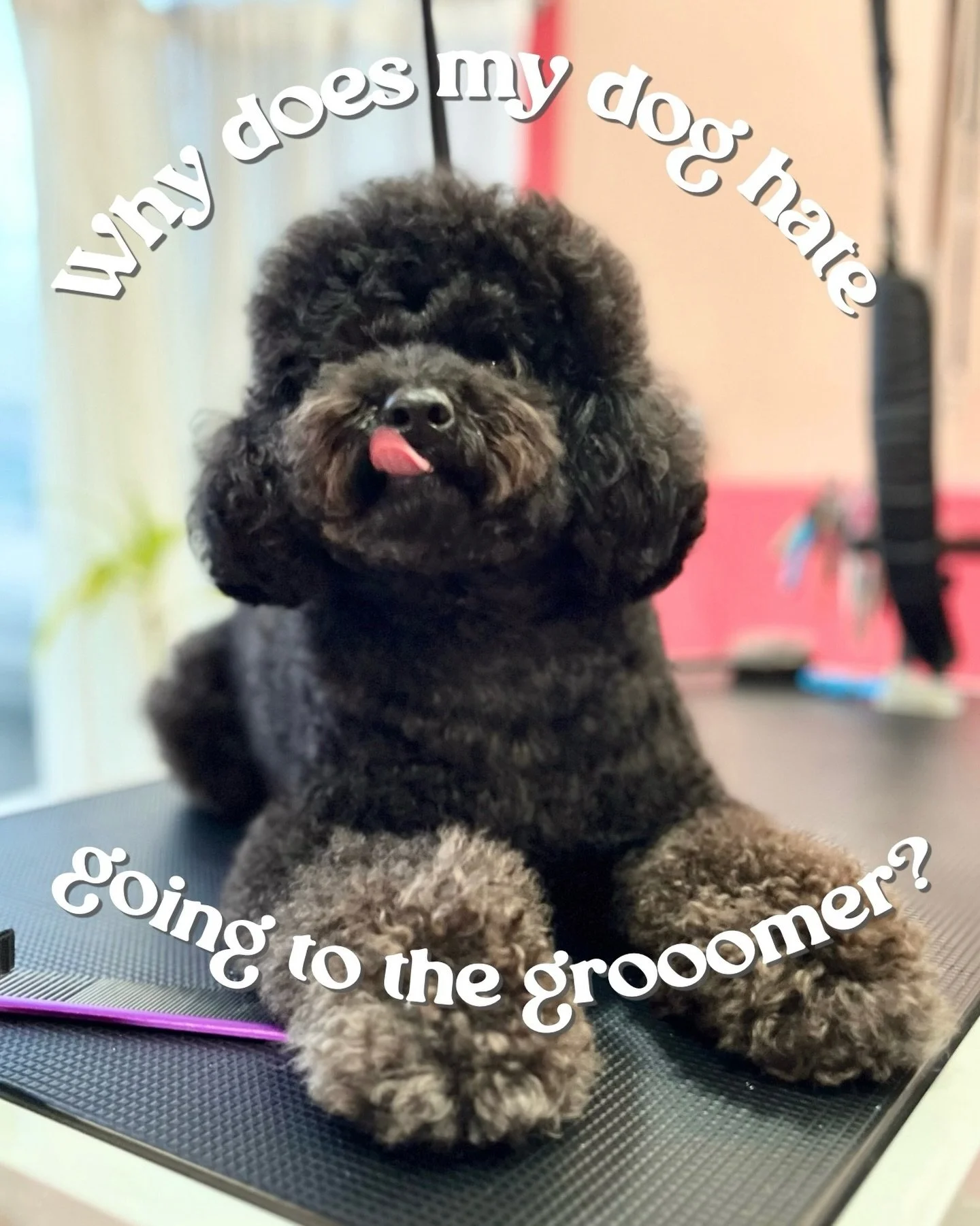 Does your dog hate going to the groomers? Do they tense up and put on the brakes as soon as they realise where they&rsquo;re going?

For most dogs, especially if your dog is on the sensitive side, it&rsquo;s not the grooming itself they hate, it&rsqu
