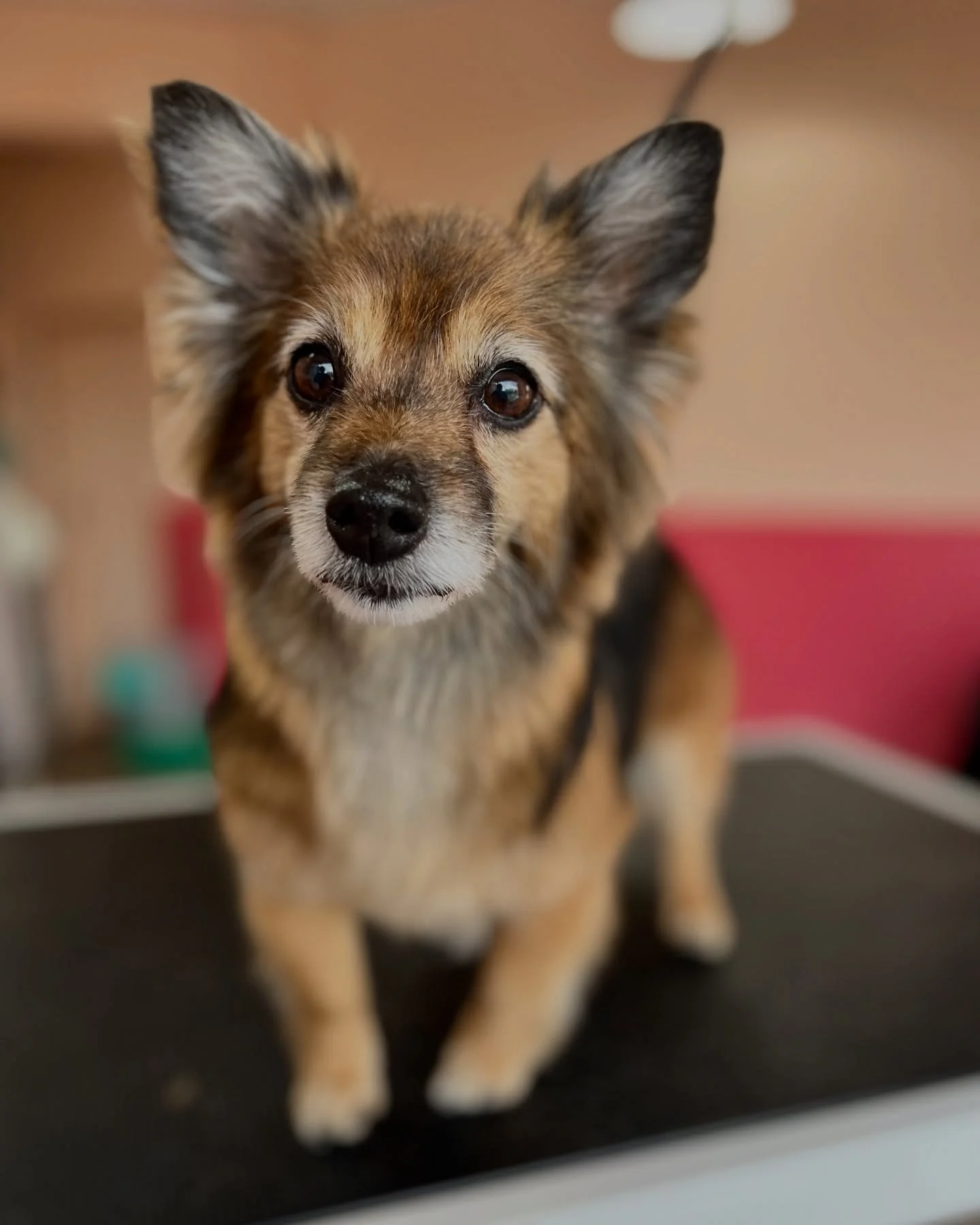 Sometimes a small change can make a big difference! ✨ 
This lovely little lady got what&rsquo;s known as an outline, or silhouette trim. The feathers, skirt, and toes etc are tidied to enhance their natural shape and coat, and helps keep them tidy an