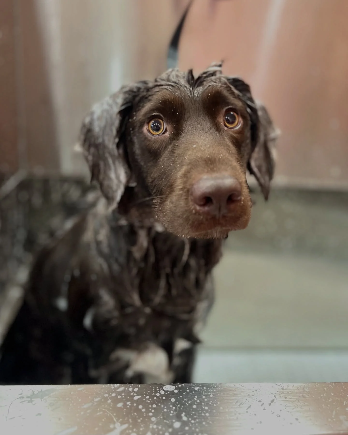 The 4 stages of a Coat Club groom 🫧 ✨ 

1️⃣ &ldquo;What&rsquo;s going on here then?&rdquo; 🤔
2️⃣ Time for that post-bath glow-up (look at that SHINE!) ✨
3️⃣ &ldquo;OK strike a pose &lsquo;caus I&rsquo;m feelin&rsquo; myself!&rdquo; 🥰
4️⃣ &ldquo;Fe
