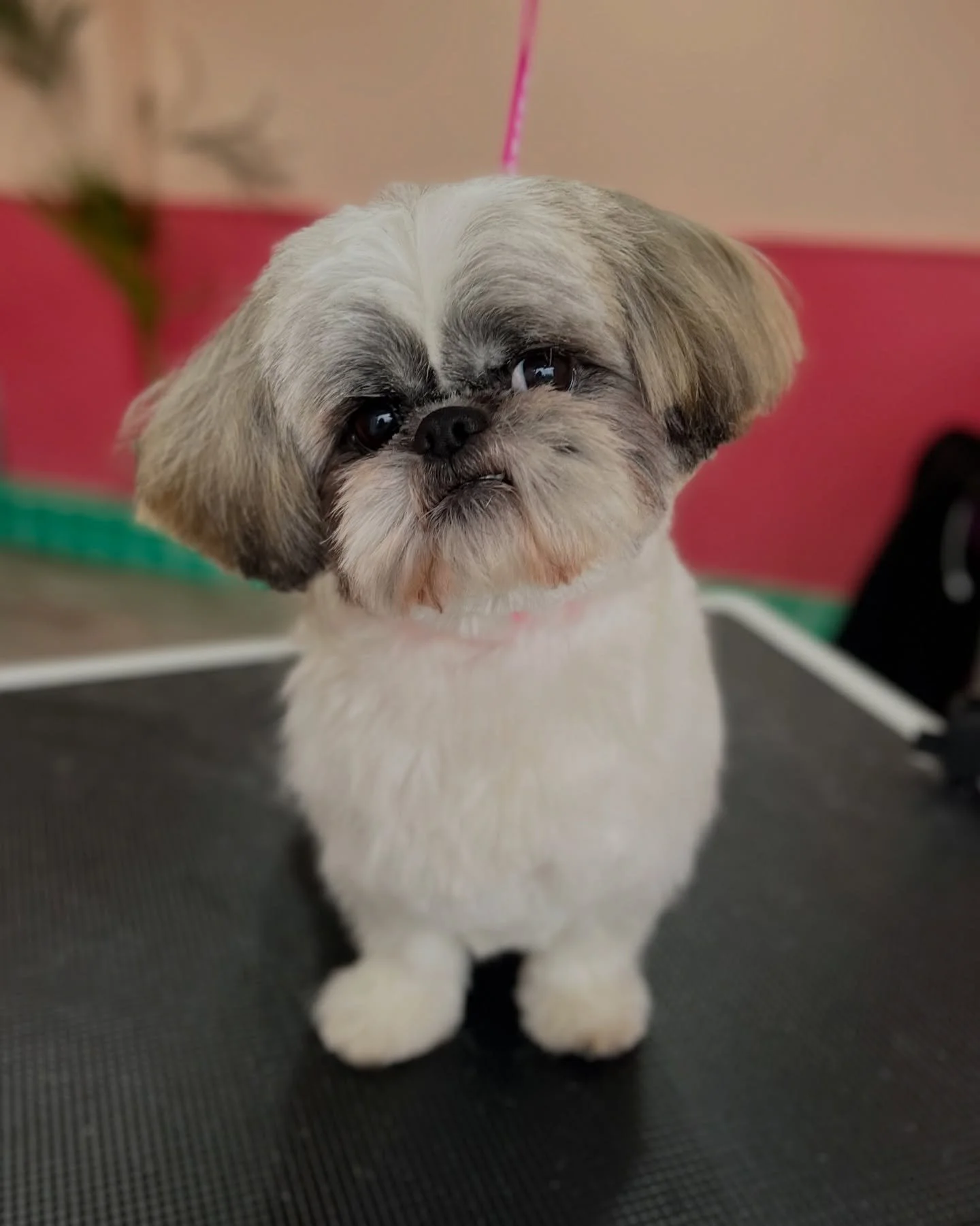 Shih tzu transformation, fresh from the Coat Club ✨💕

Swipe to see this sweet girls before + after ❤️

I have some appointments available at the end of this week if your dog needs a pre-Valentines glow-up WhatsApp 0851716505 to book 🐾

📍Walkinstow
