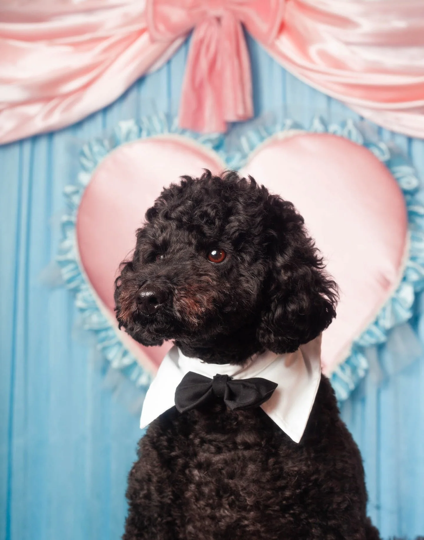 Still stuck for a Valentine&rsquo;s gift for the dog lover in your life? Or just really love your dog? 💕

Las Vegas wedding vibes are coming to the Coat Club in our latest pet portrait pop-up this Saturday the 14th of February 💒

For one day only, 