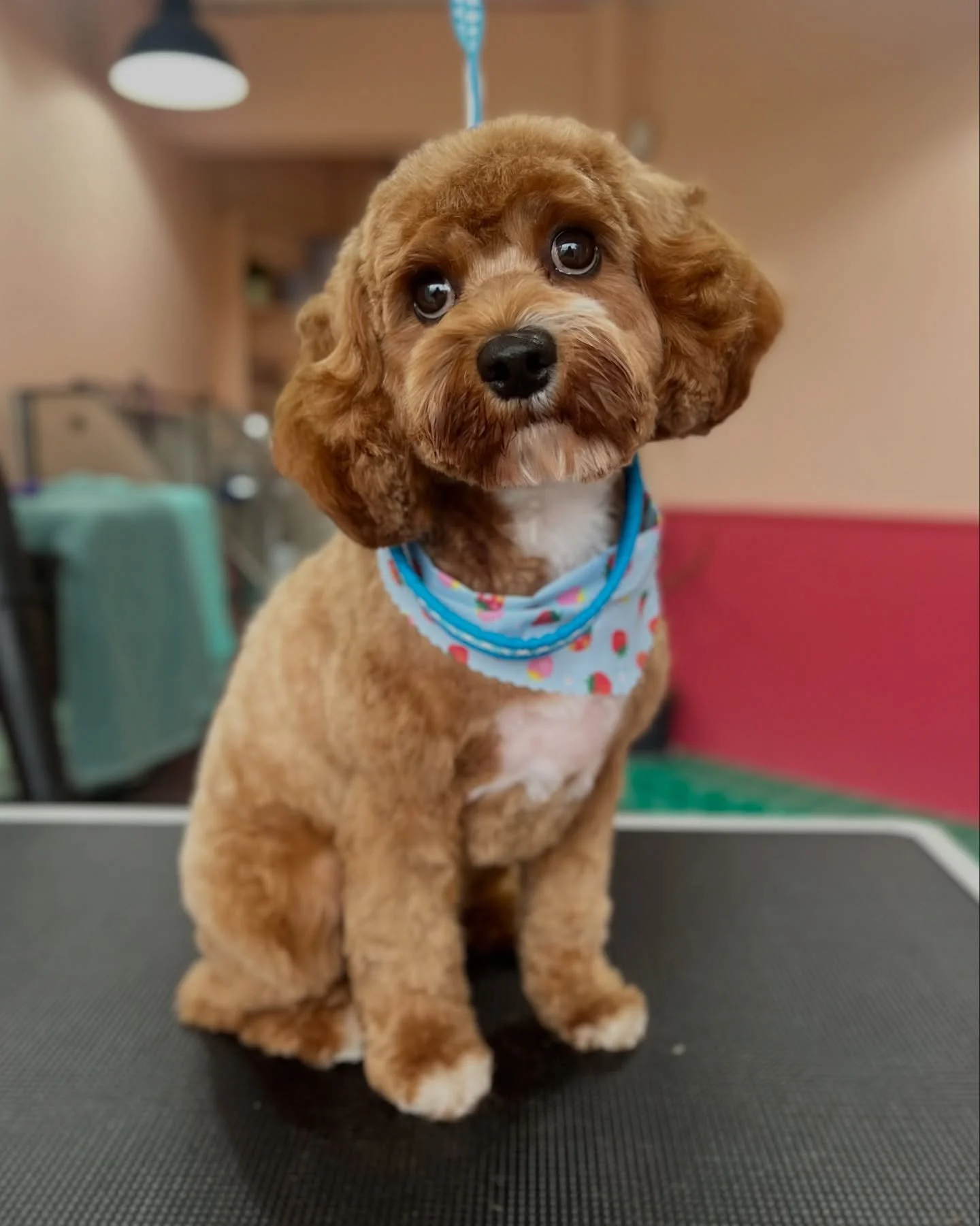 Some fresh faces from the past week at the Coat Club 🥰🐶
Different coats, different ages, different personalities, same calm Coat Club approach ❤️
The end of February is filling up fast, WhatsApp me on 0851716505 if you&rsquo;d would like to book an