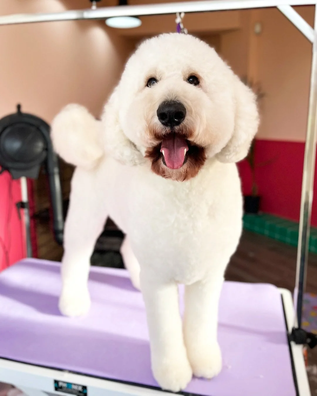 These two doodles brought the sunshine and the smiles to the Coat Club studio! ☀️ Swipe to see more and their before photos ☺️

Anyone passing the window had to stop to have a look, this wonderful pair&rsquo;s happiness was infectious! They were an a