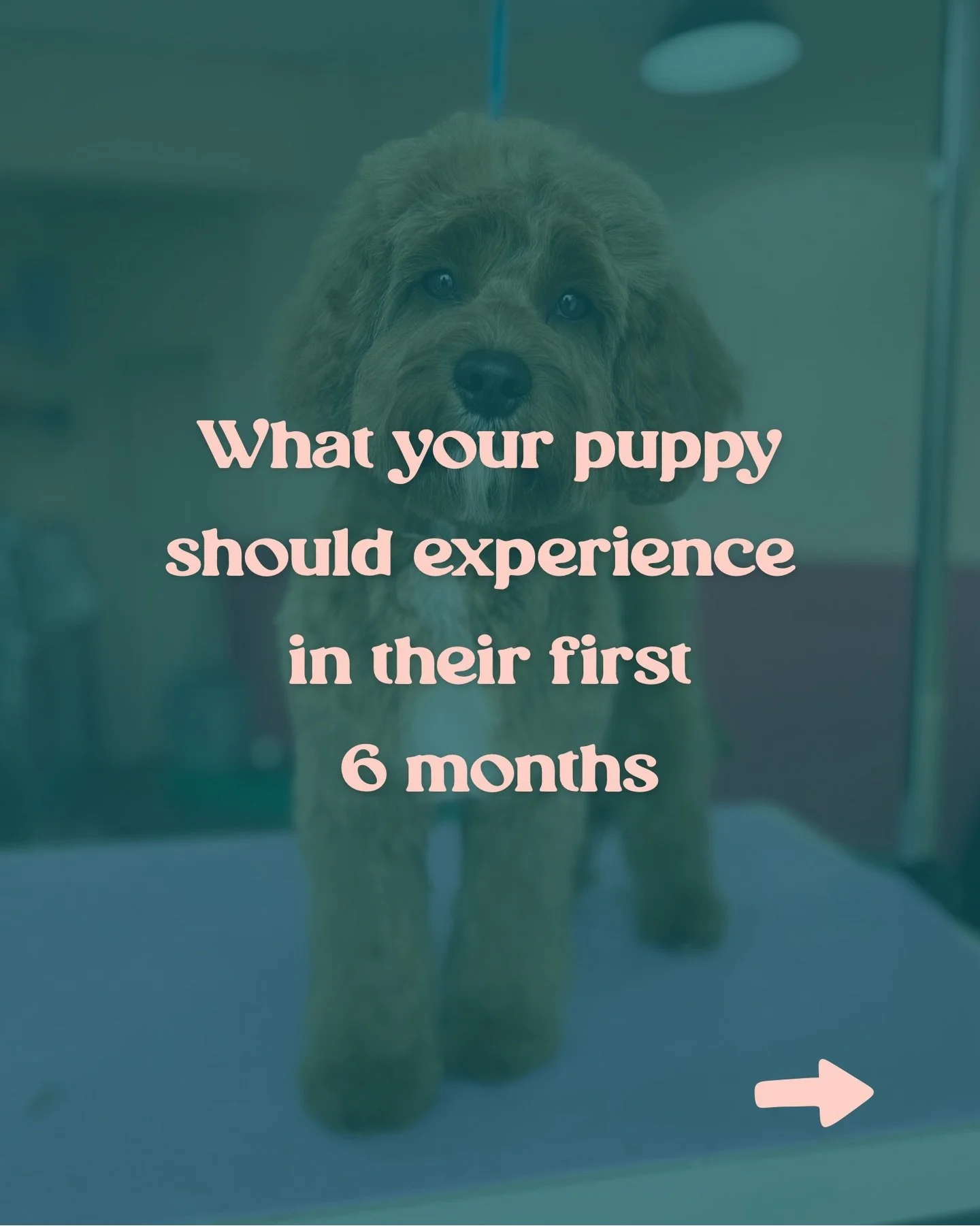 In the early months of their lives, your puppy is like a sponge. The more they experience in these months, the more they get accustomed to and comfortable with. 🐾

You basically help your puppy on their journey to be a happy, confident dog who tackl