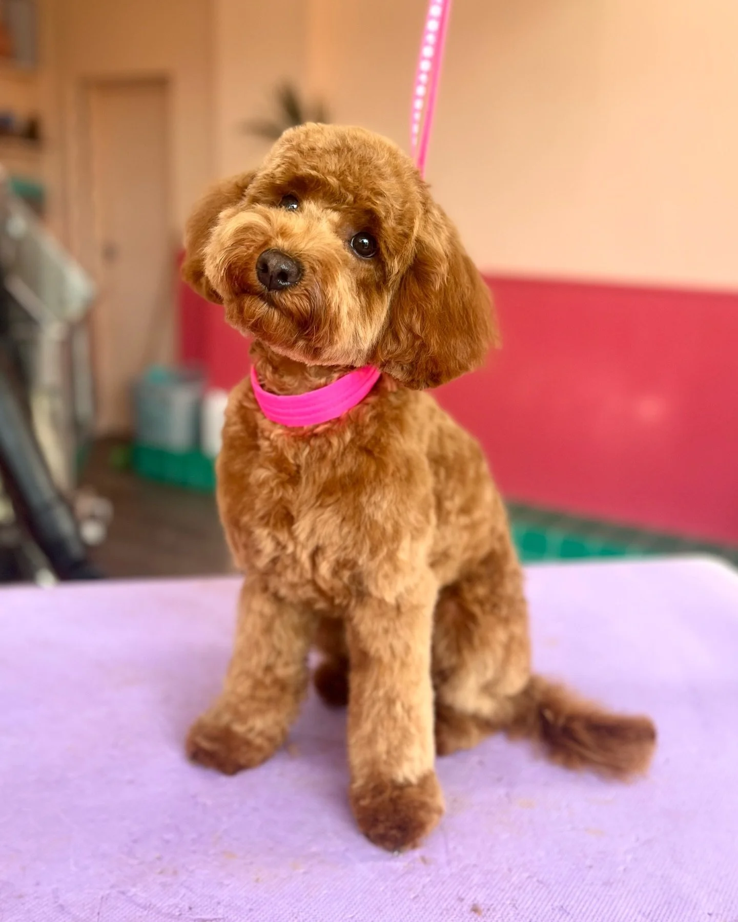Watching dogs not only grow bigger, but grow in confidence, is one of my favourite parts of grooming. 🥰
Boo has been coming to the Coat Club since her puppy intro groom, and has quickly become more comfortable and confident with the process with eac