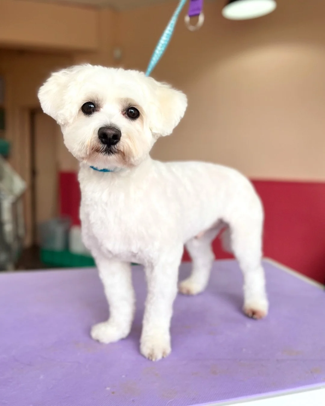 A fresh tidy up perfect for spring for this handsome fella! 🥰

Very limited spots available this week and next - to book WhatsApp 0851716505 
📍Walkinstown