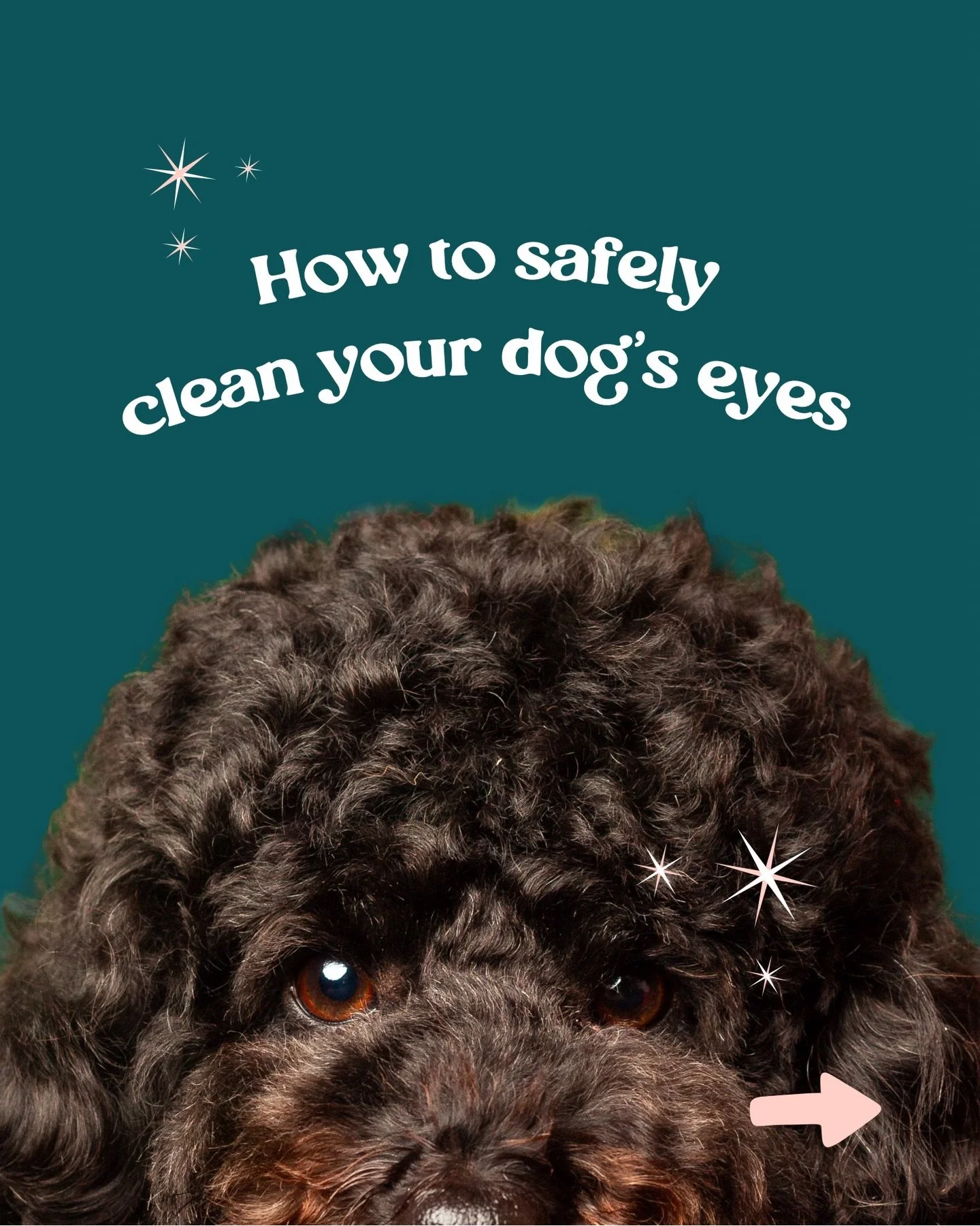 Eye cleaning is a little thing that can make such a big difference to your dog&rsquo;s comfort. Keeping on top of it helps prevent irritation and makes grooming a more positive experience. 

If you need help with regular eye trims or eye cleaning, Wh