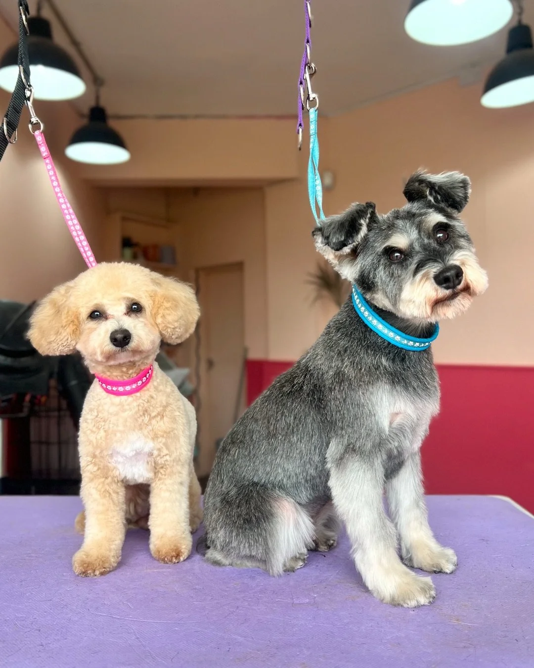 What&rsquo;s better than one adorable dog? 🤔
Two adorable dogs! 😍💕

Thanks so much to the lovely Bonnie and Penny for visiting recently, they were so fun to groom! 🐾

I have one appointment left available this Thursday, and limited spots left nex