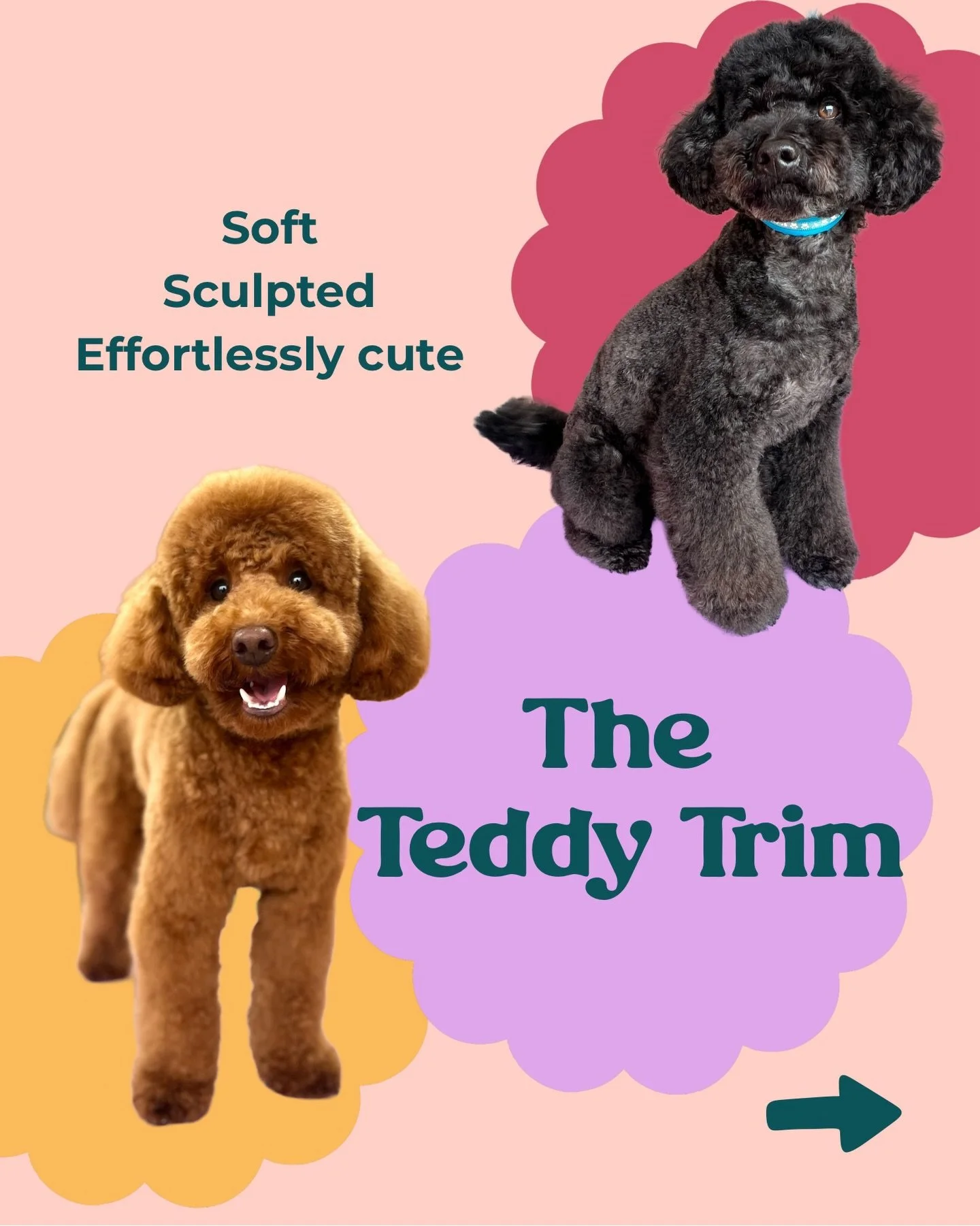 Ever wondered what a Teddy bear trim actually is? 🤔 

Here&rsquo;s a quick guide to how I do it, and more about this popular style ✂️🐻

WhatsApp 0851716505 to book, if you&rsquo;d like to bring out your dog&rsquo;s inner teddybear! ☺️
📍Walkinstown