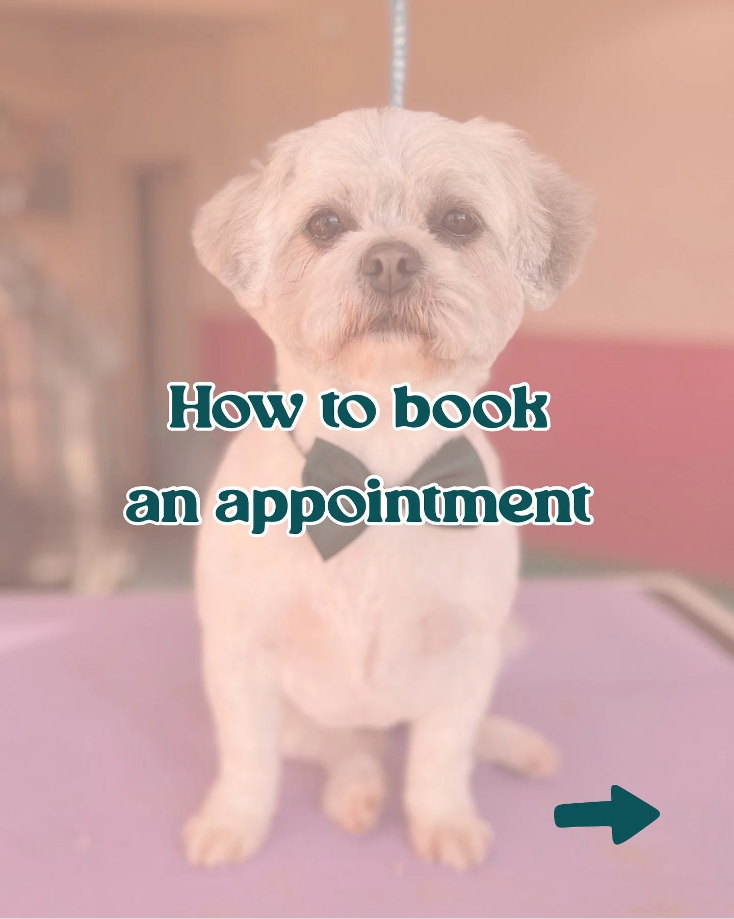 Booking is quick and easy! 🐾

This is everything you need to know about booking an appointment at the Coat Club!

The best way to book your dog&rsquo;s next pamper is to send a message via WhatsApp 0851716505. It&rsquo;s just me here, so I may not b