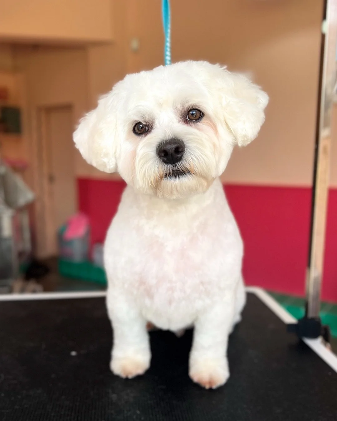The lovely Archie thought his fresh trim needed a little twirl (swipe to the end! ☺️) 💕 

Limited appointments available next week, send a message via WhatsApp on 0851716505 to book! ✨

#doggroomerdublin #onetoonedoggroomerdublin #thecoatclub #bicho