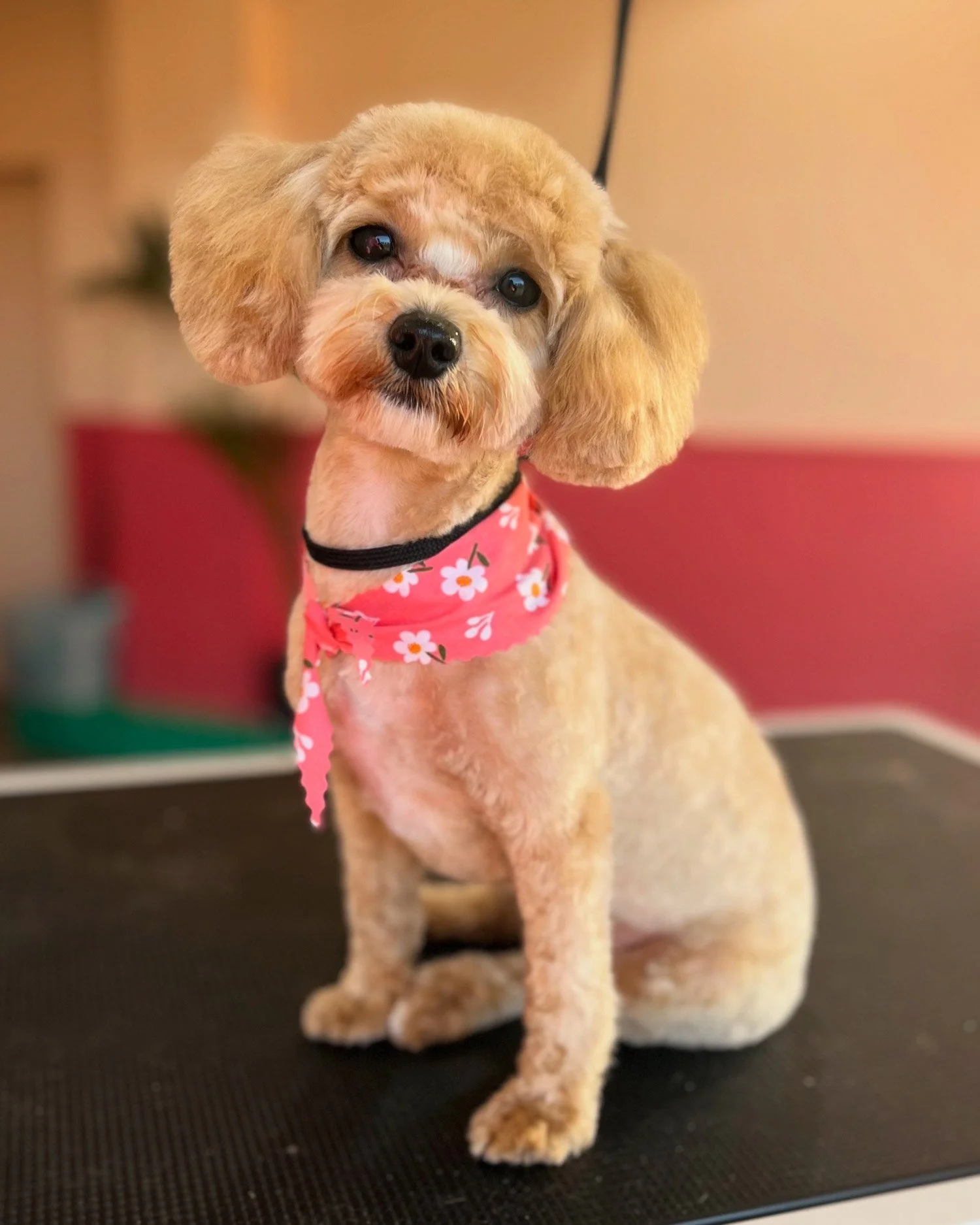 maltipoo stress free dog groomer dublin
