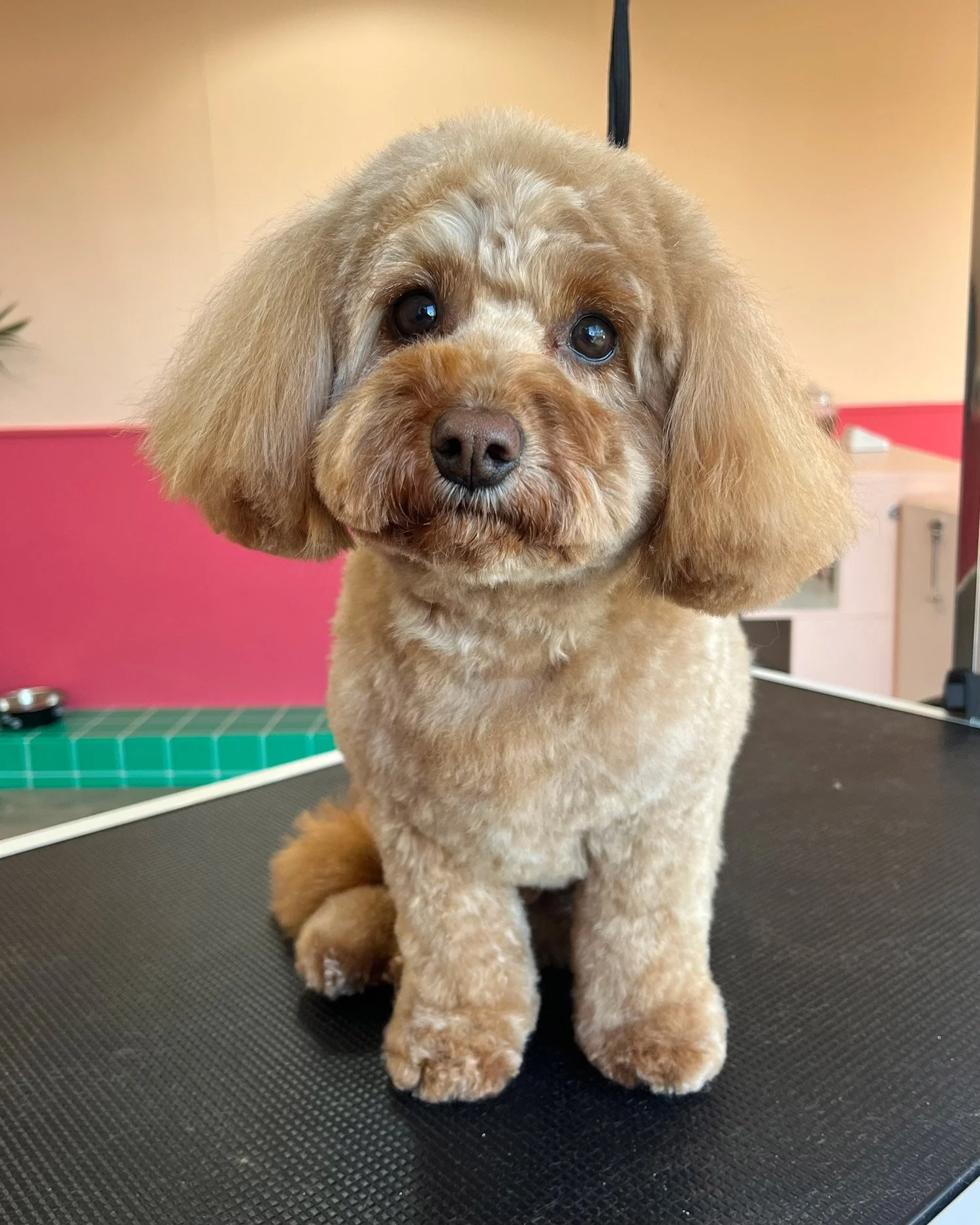 cavapoo dog grooming dublin