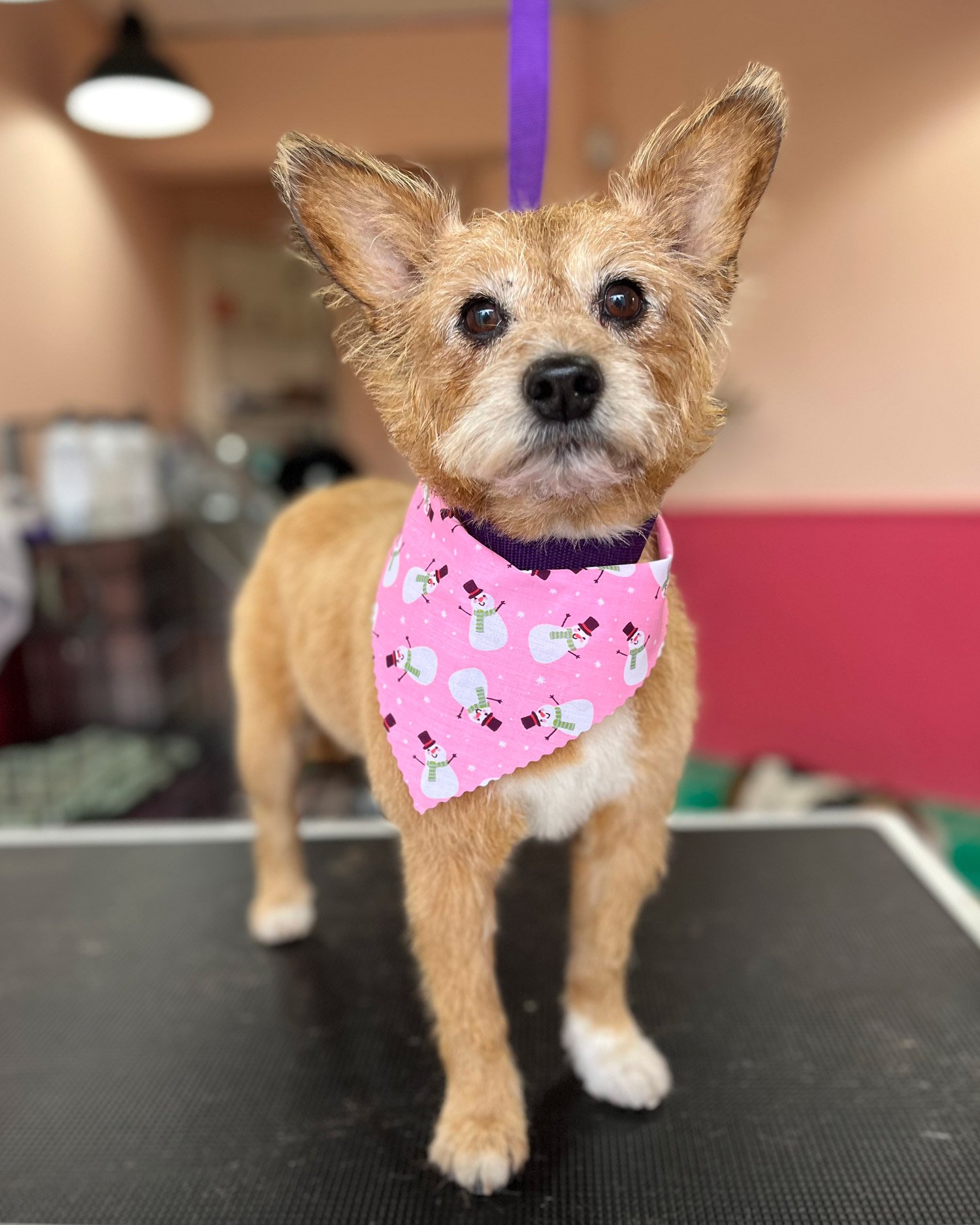 Terrier dog grooming stress free ireland