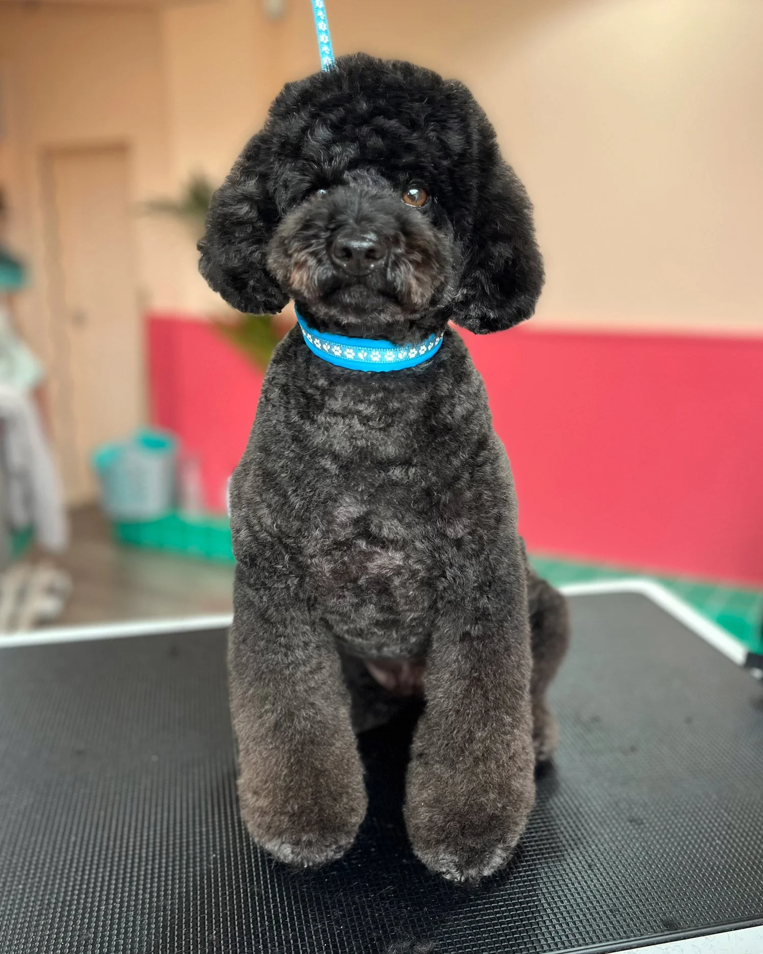poodle dog groomer ireland