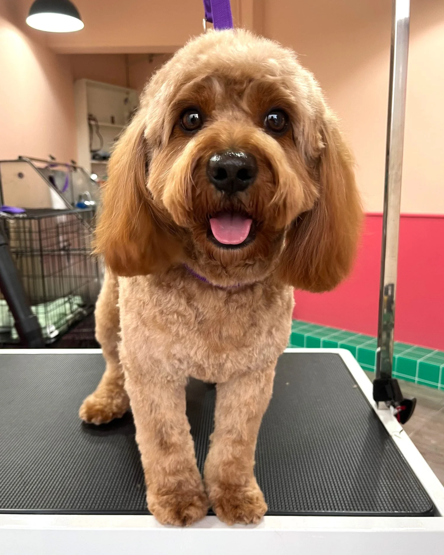 calm dog grooming dublin 12