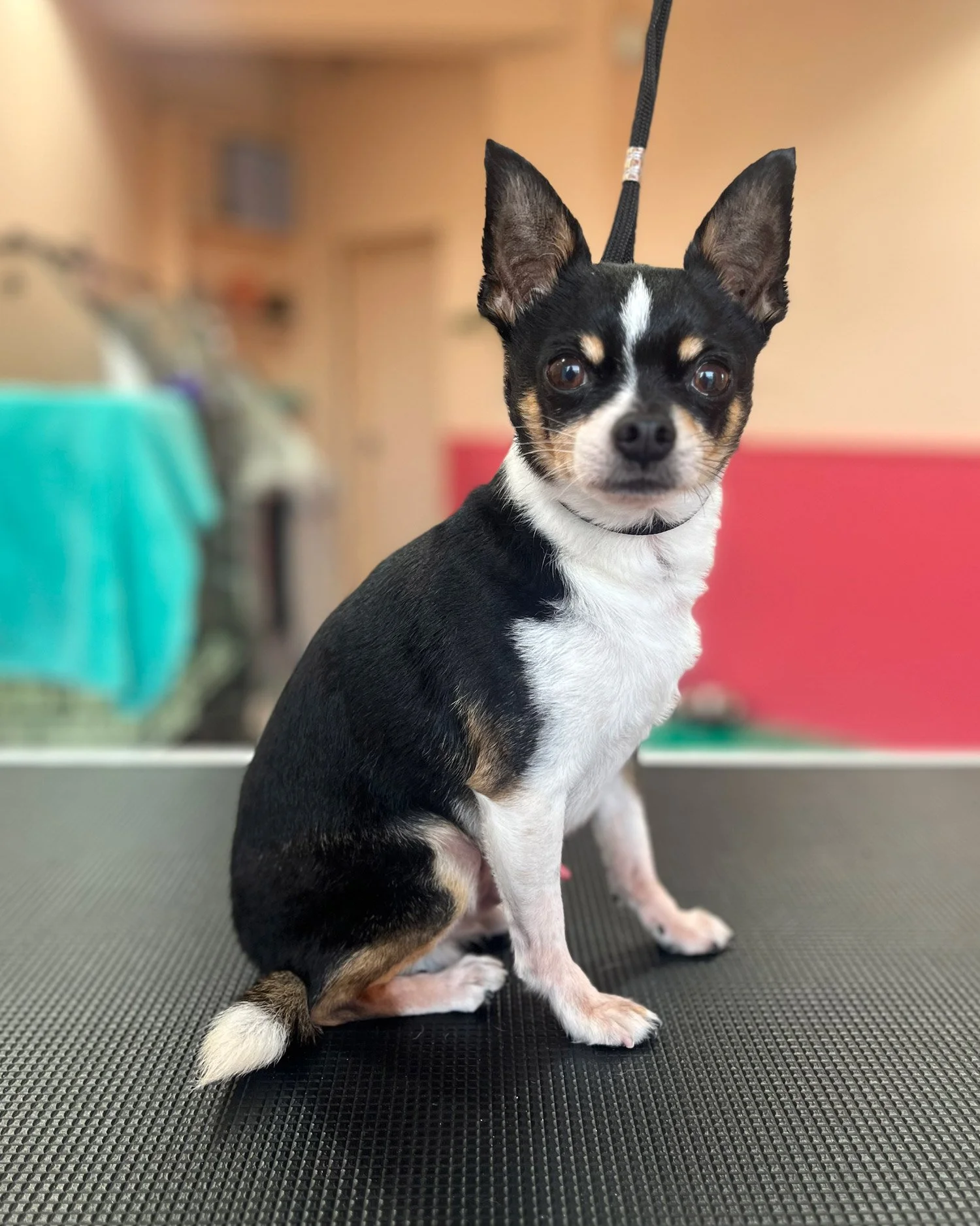 Chihuahua dog groomer walkinstown