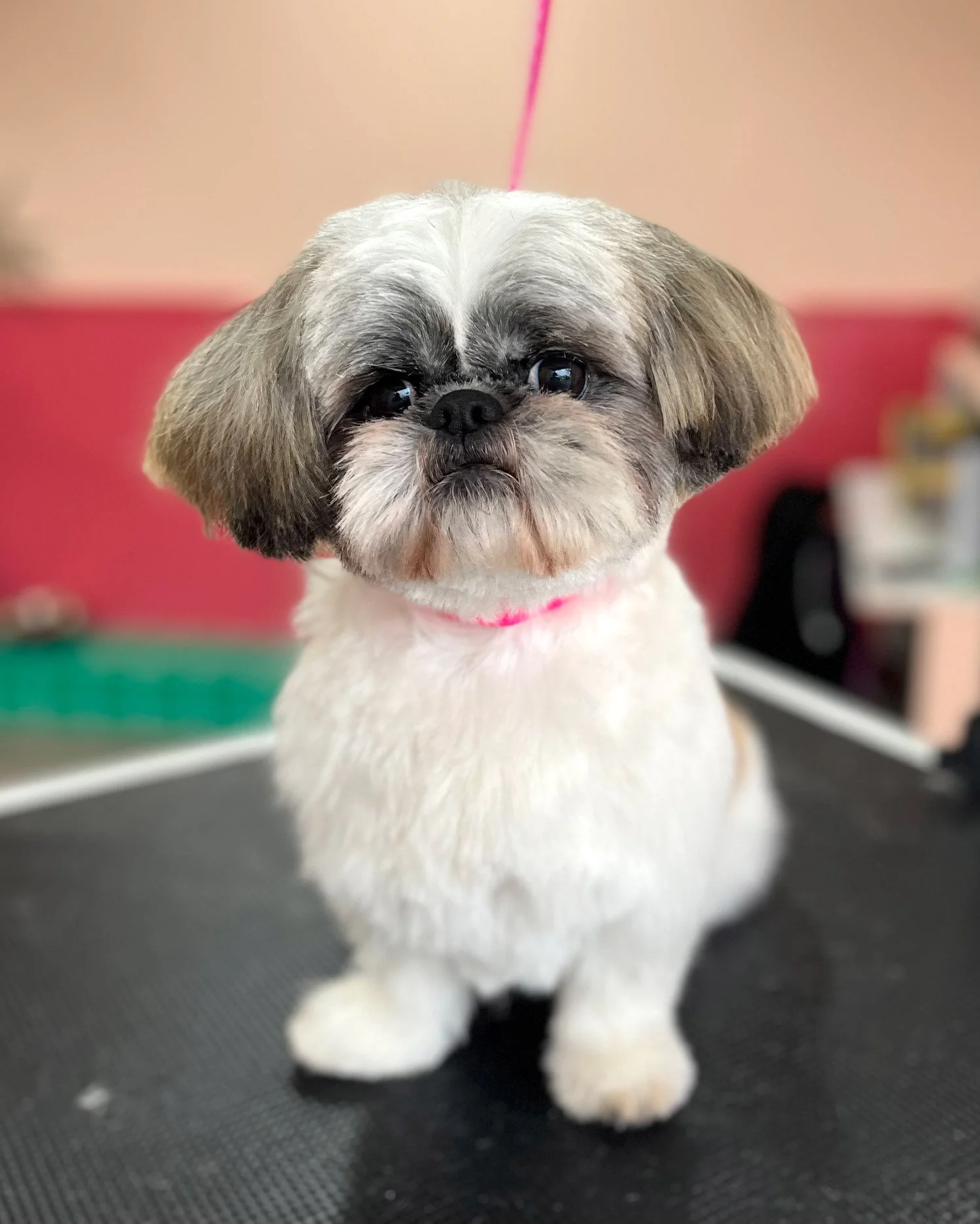 shih tzu dog groomer stress free dublin