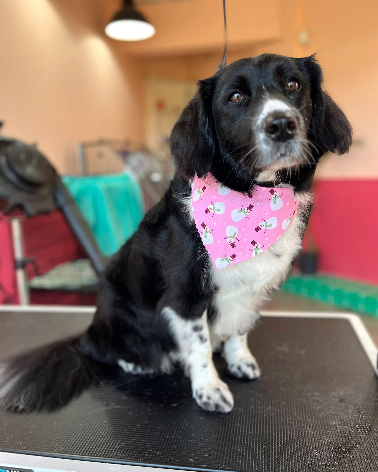 anxious collie stress free dog groomer