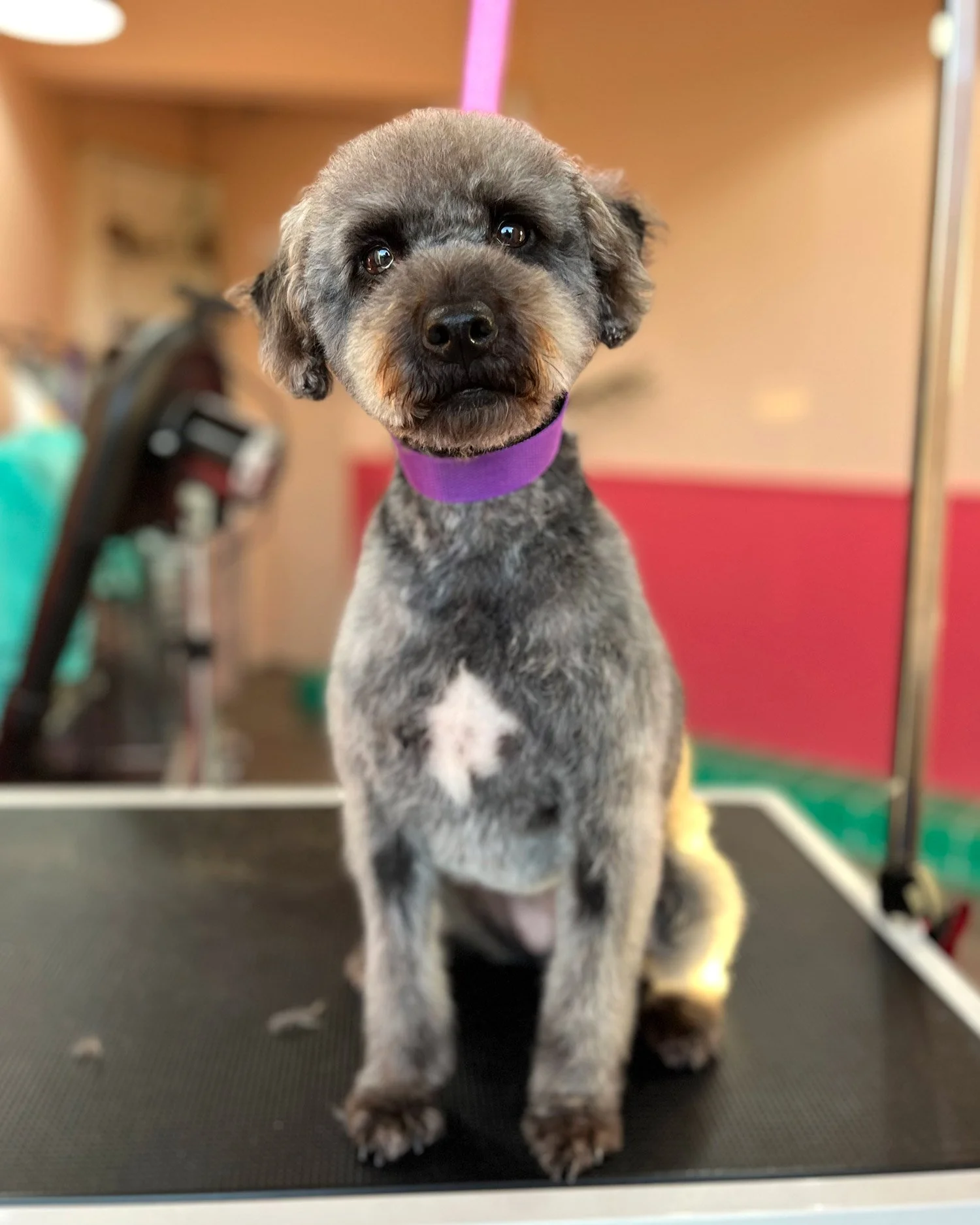 Poodle dog grooming walkinstown