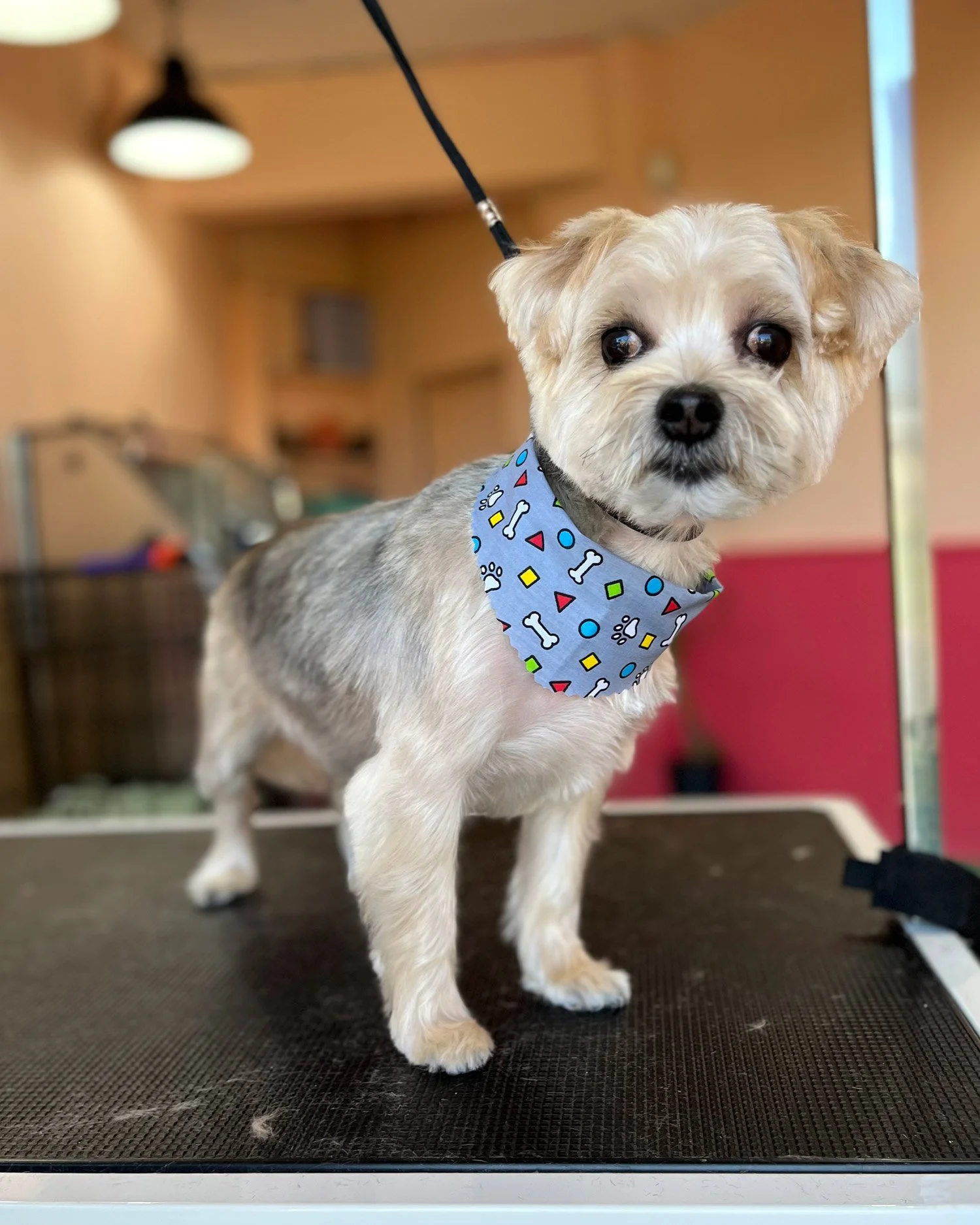 Yorkie dog groomer one to one dublin