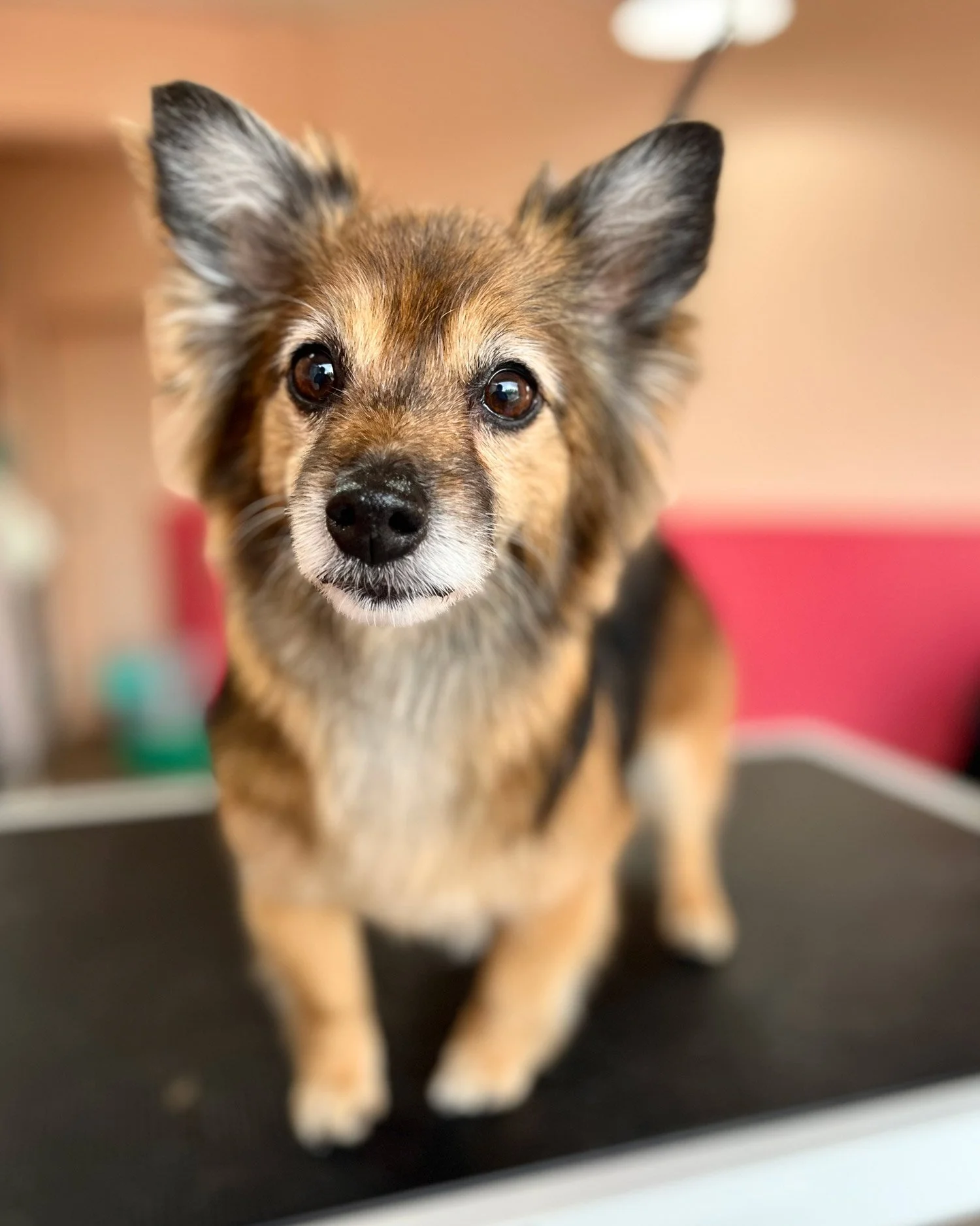 pomeranian one to one dog groomer walkinstown