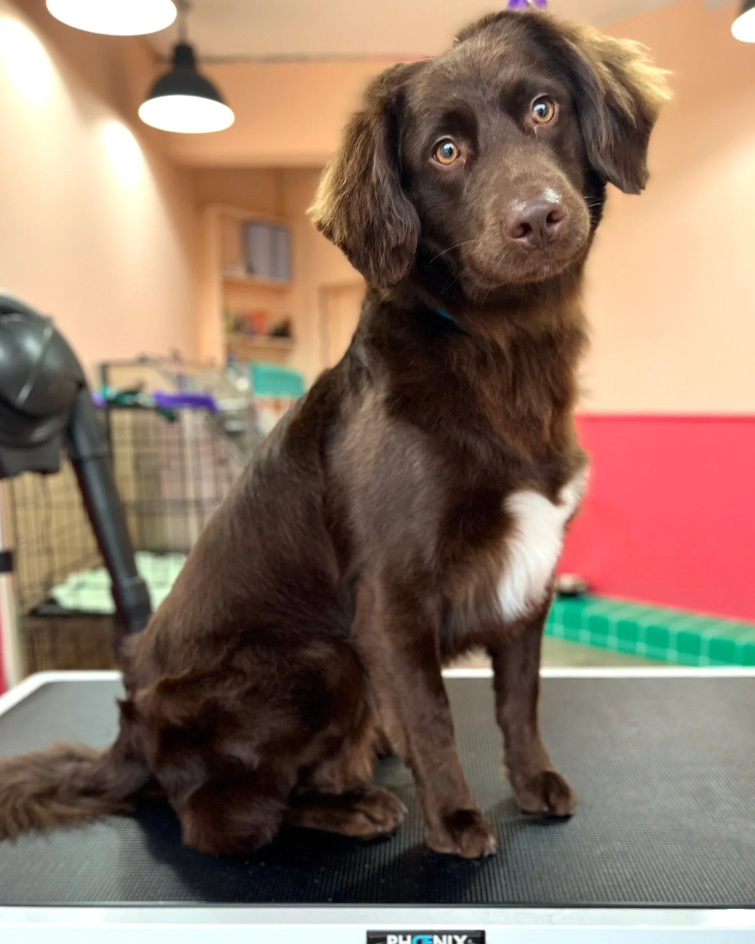 Spaniel dog groomer dublin 12