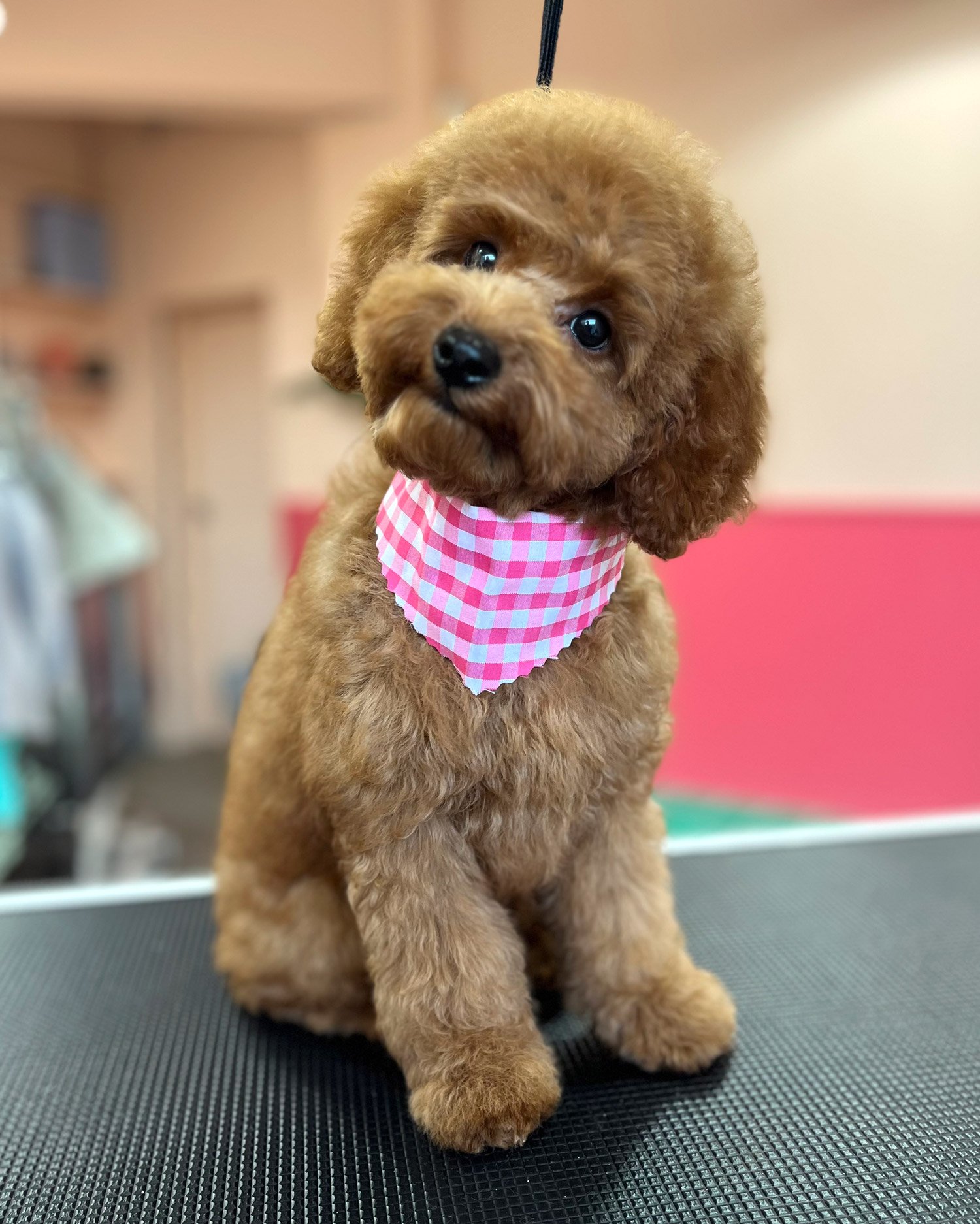 puppy groom walkinstown 