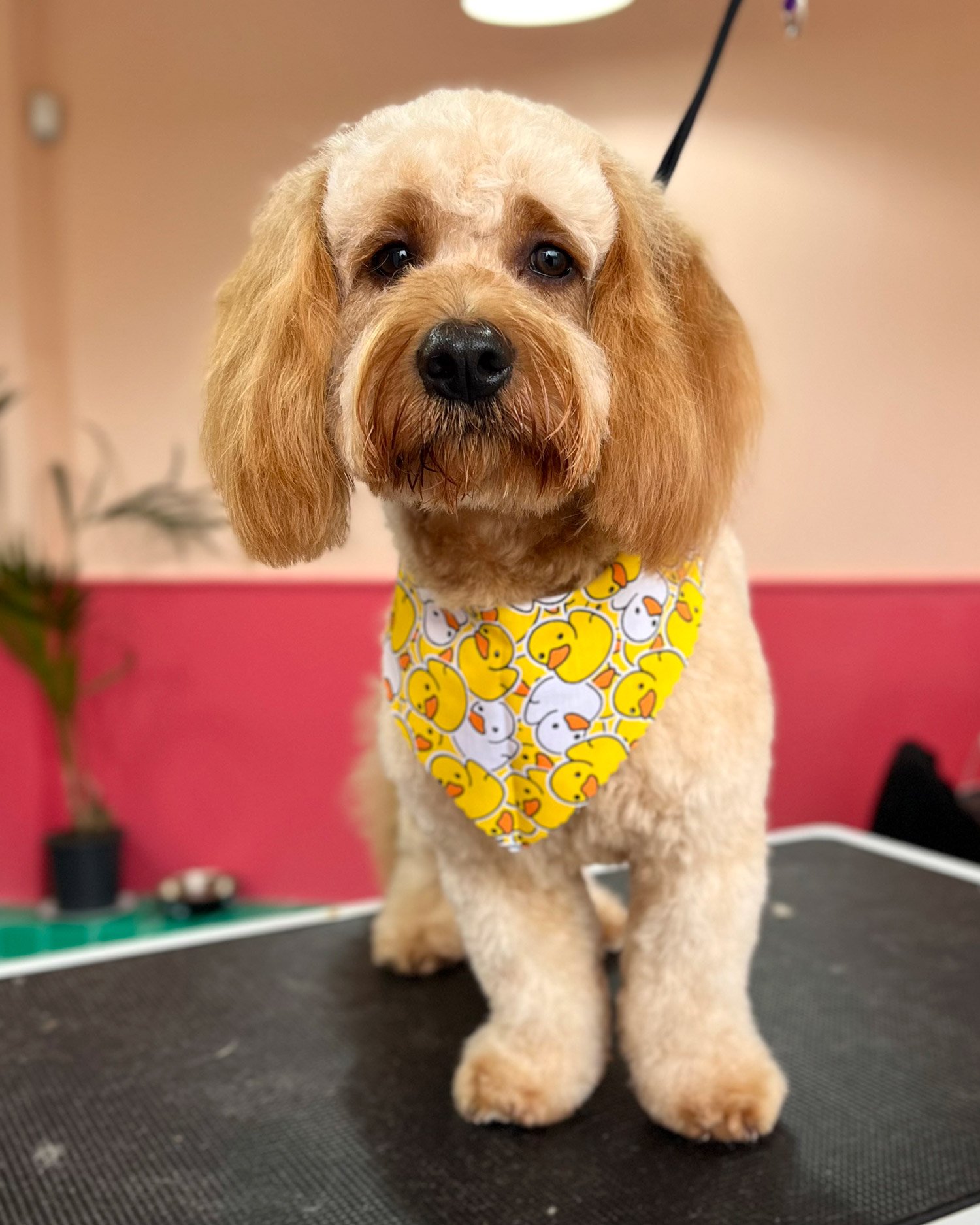 cavachon one to one grooming walkinstown