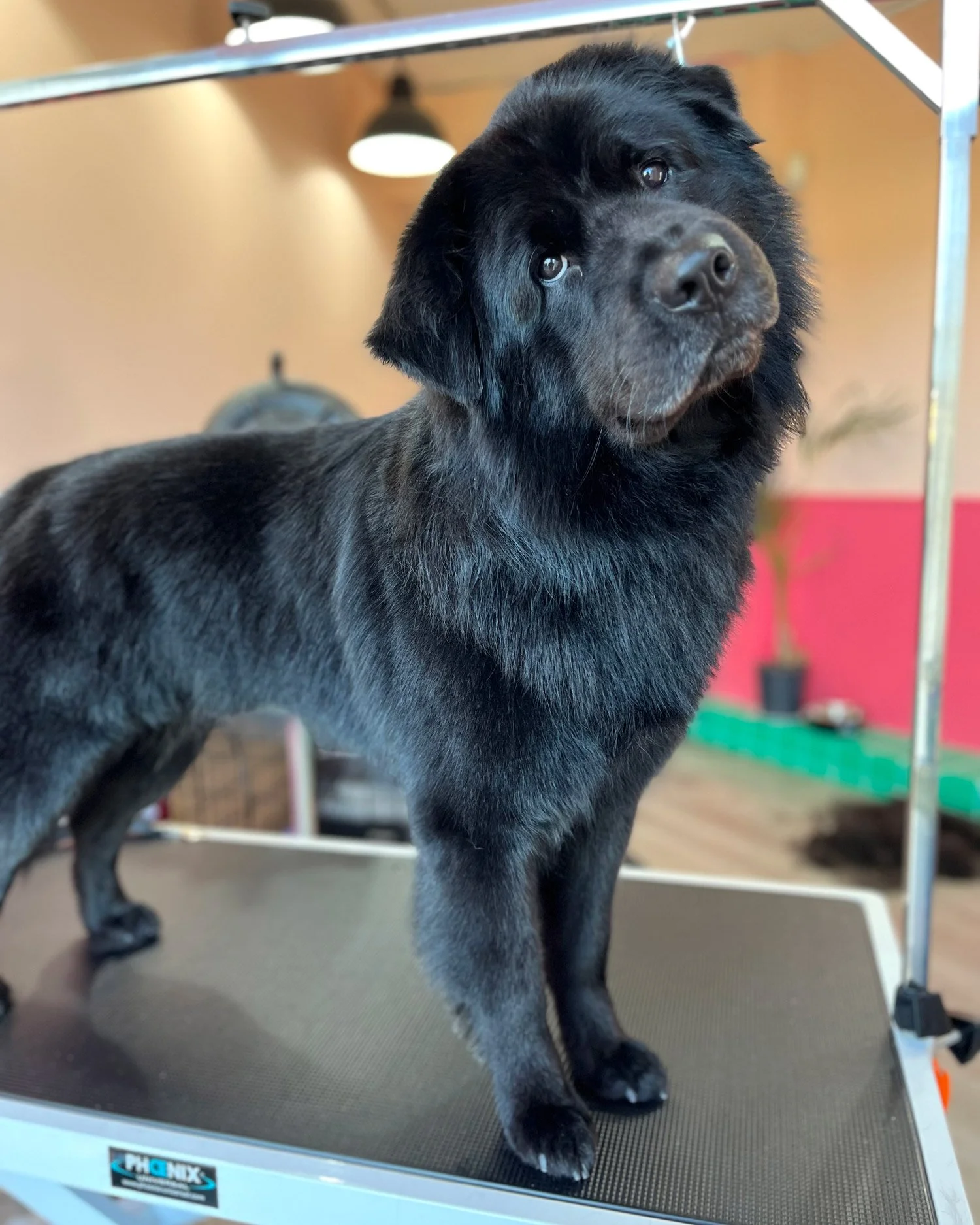 stress free dog grooming dublin